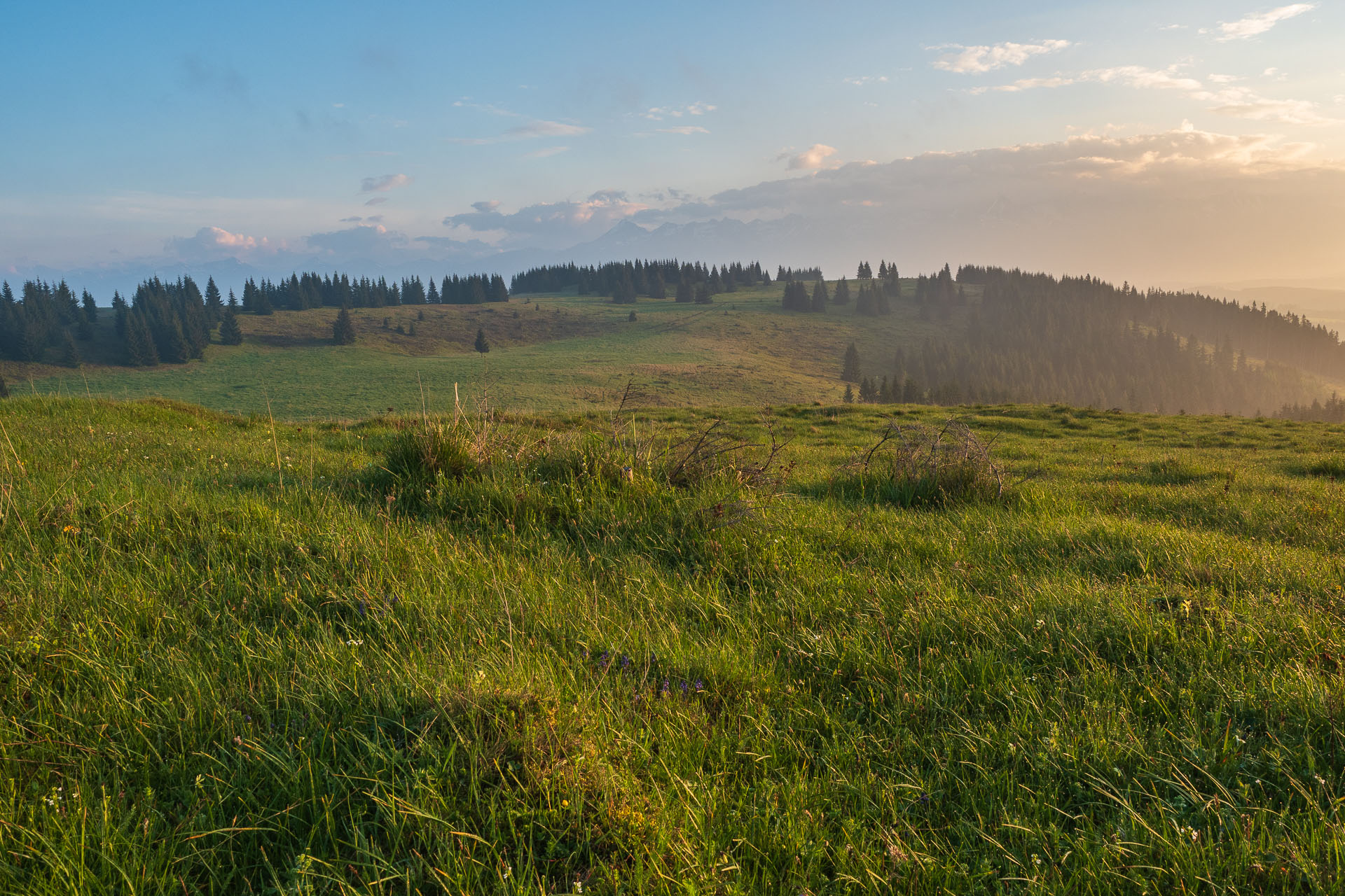 Smrečiny z Liptovskej Tepličky (Nízke Tatry)