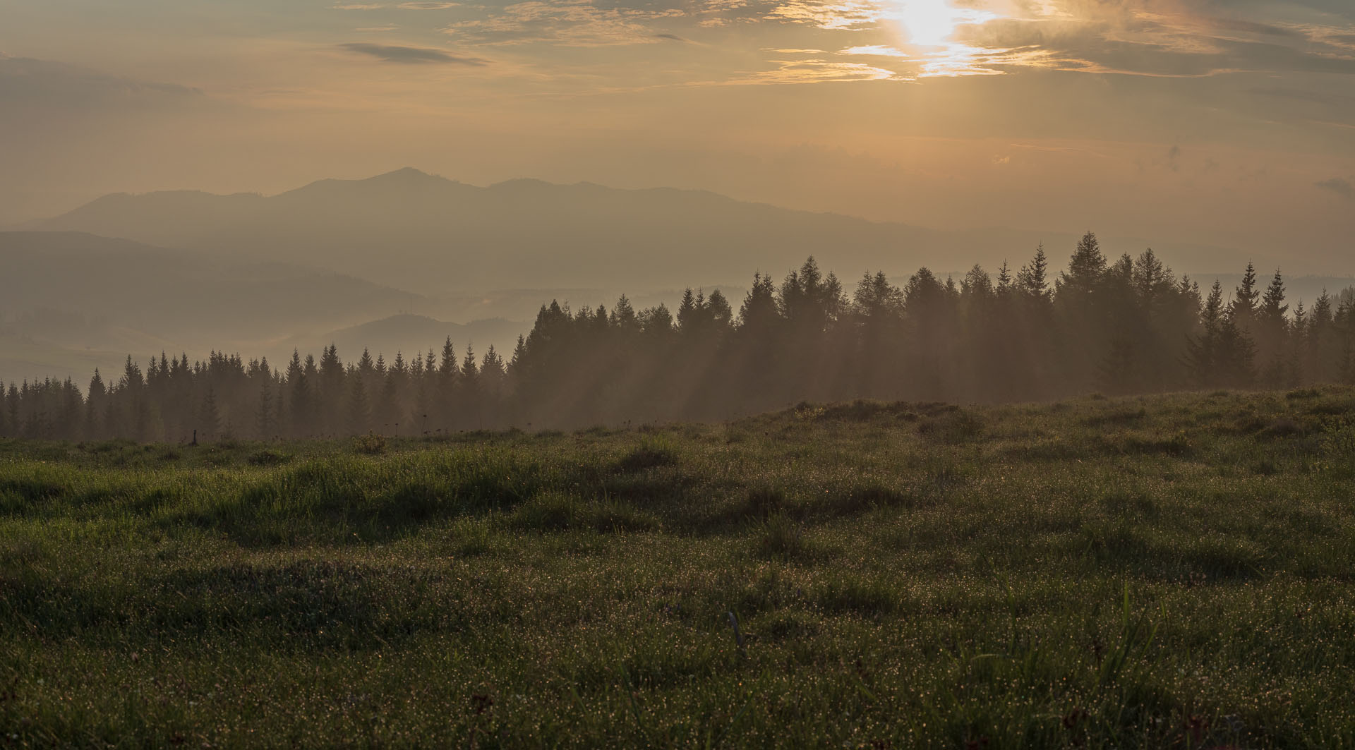 Smrečiny z Liptovskej Tepličky (Nízke Tatry)