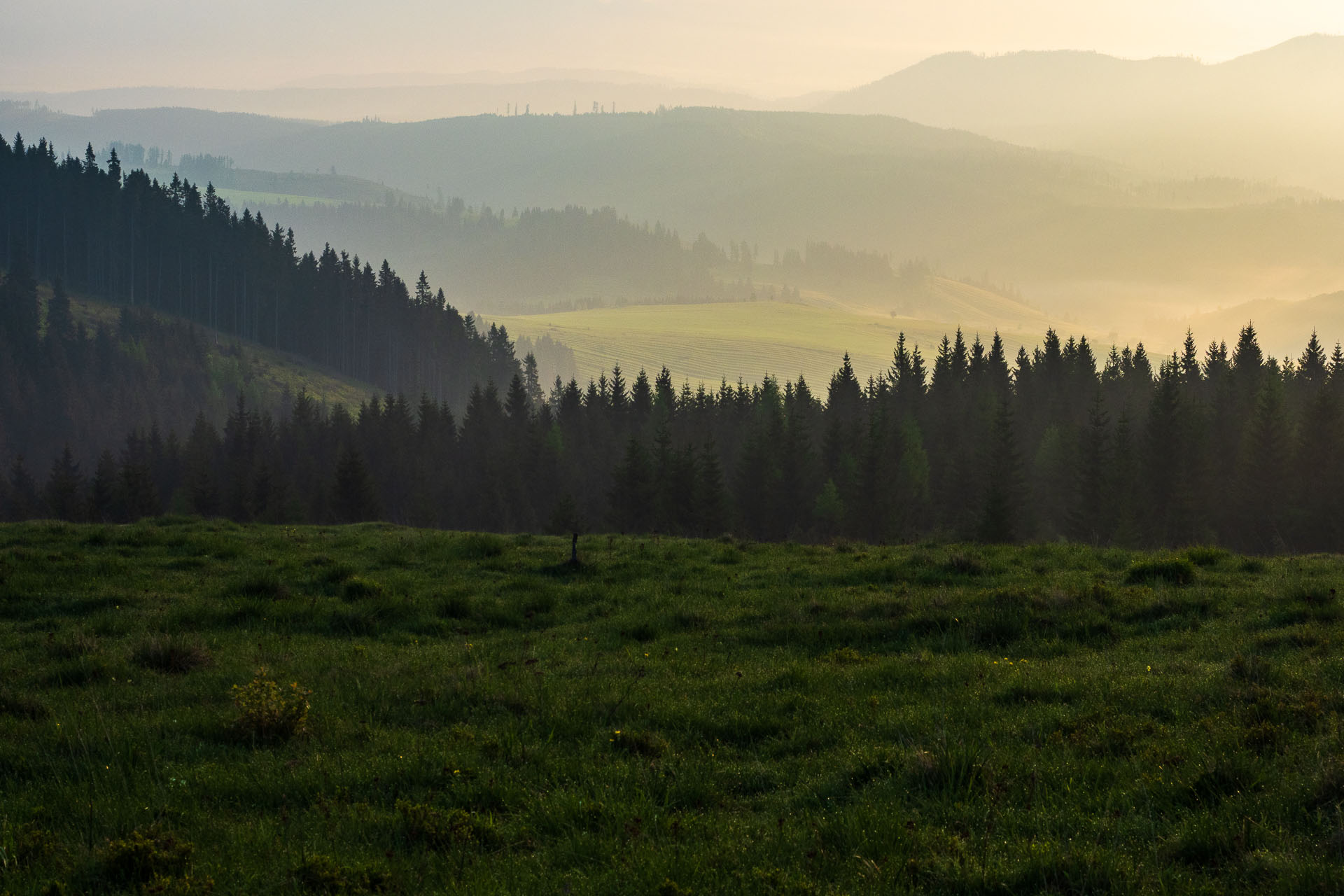 Smrečiny z Liptovskej Tepličky (Nízke Tatry)