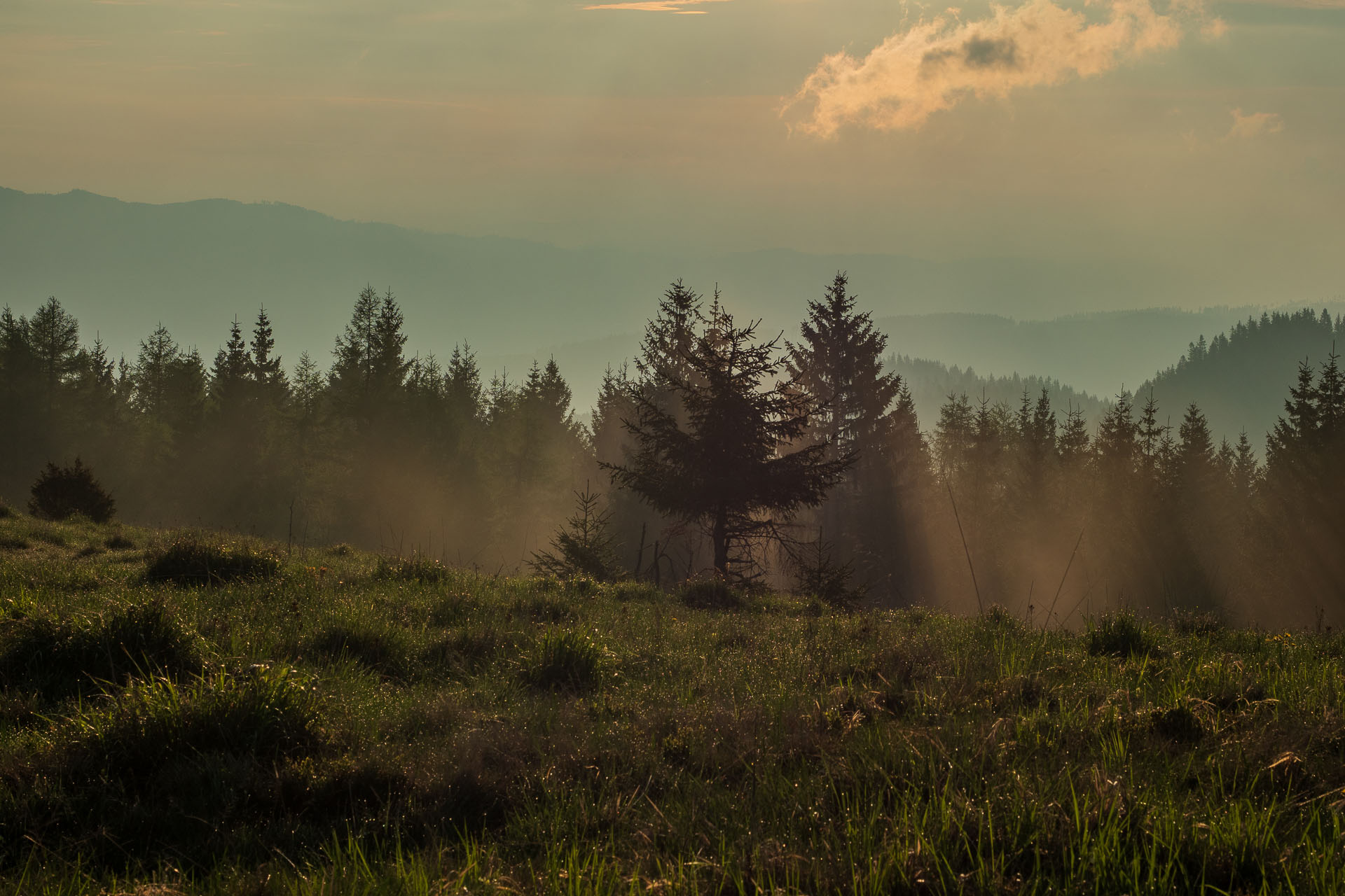 Smrečiny z Liptovskej Tepličky (Nízke Tatry)