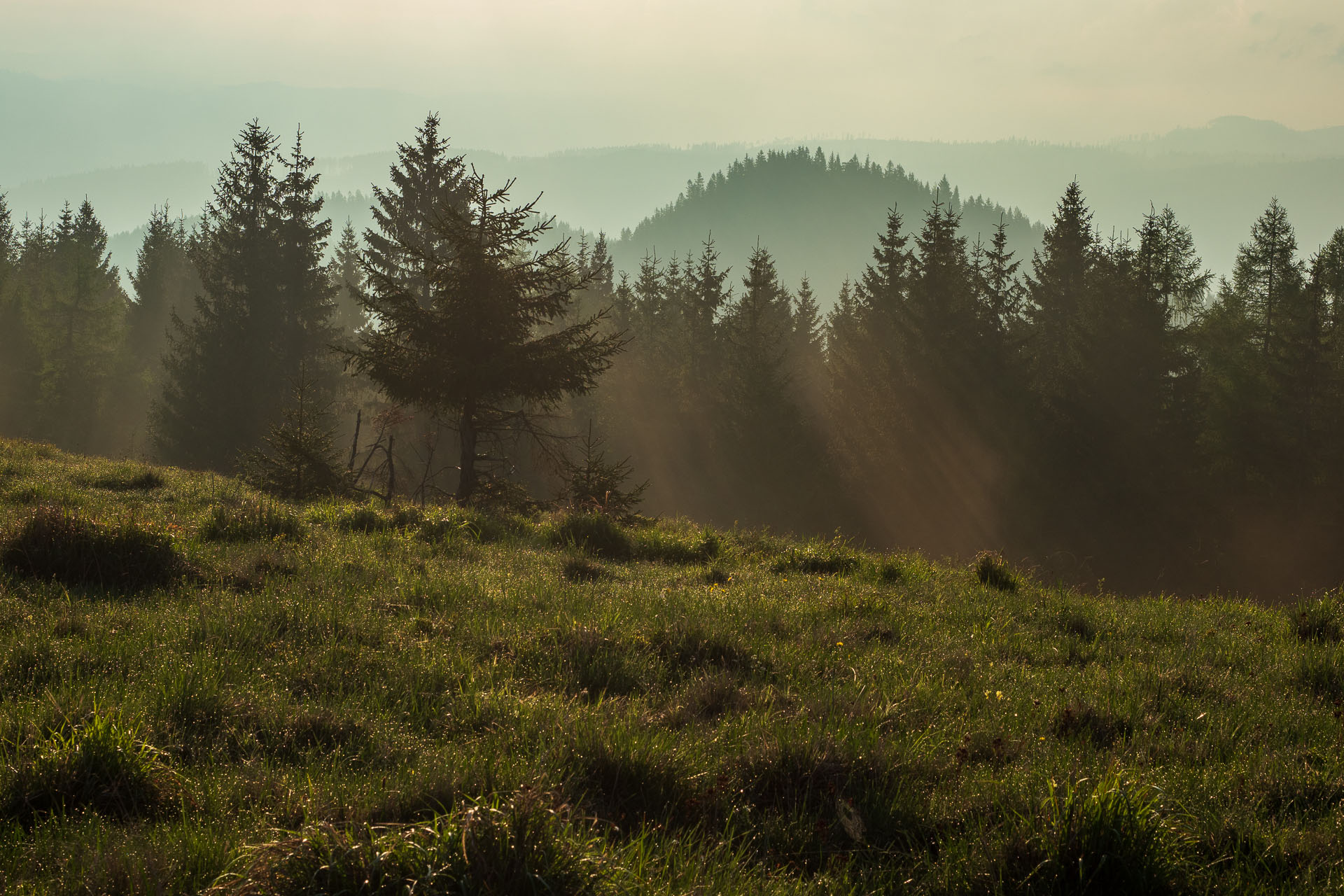 Smrečiny z Liptovskej Tepličky (Nízke Tatry)