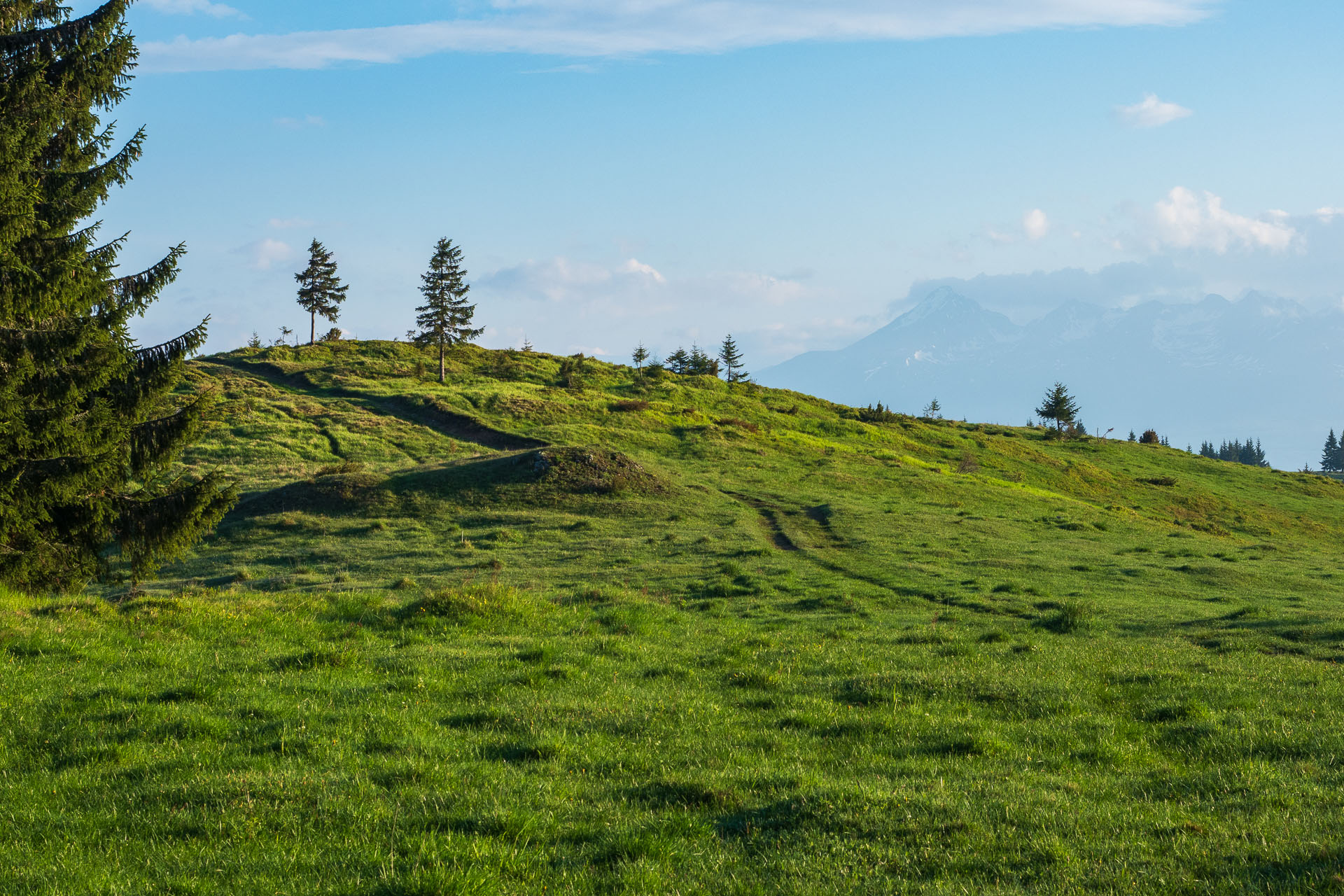 Smrečiny z Liptovskej Tepličky (Nízke Tatry)