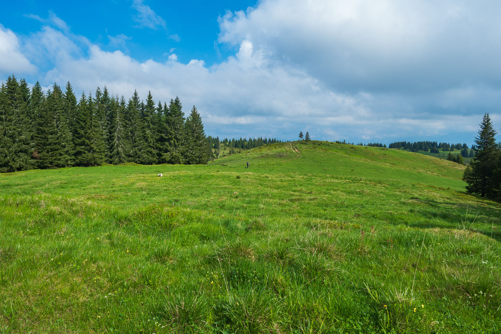 Smrečiny z Liptovskej Tepličky (Nízke Tatry)