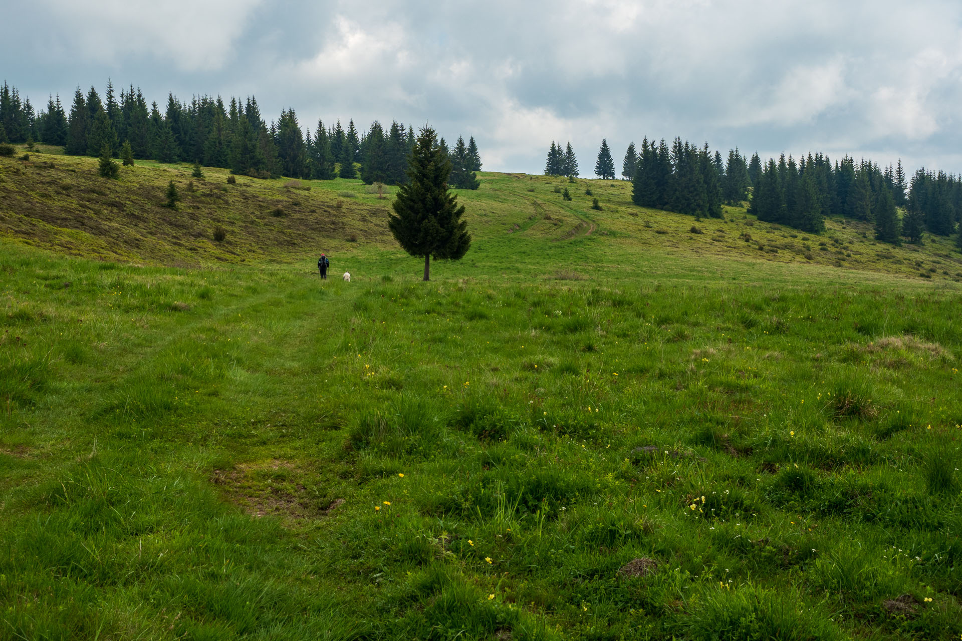 Smrečiny z Liptovskej Tepličky (Nízke Tatry)