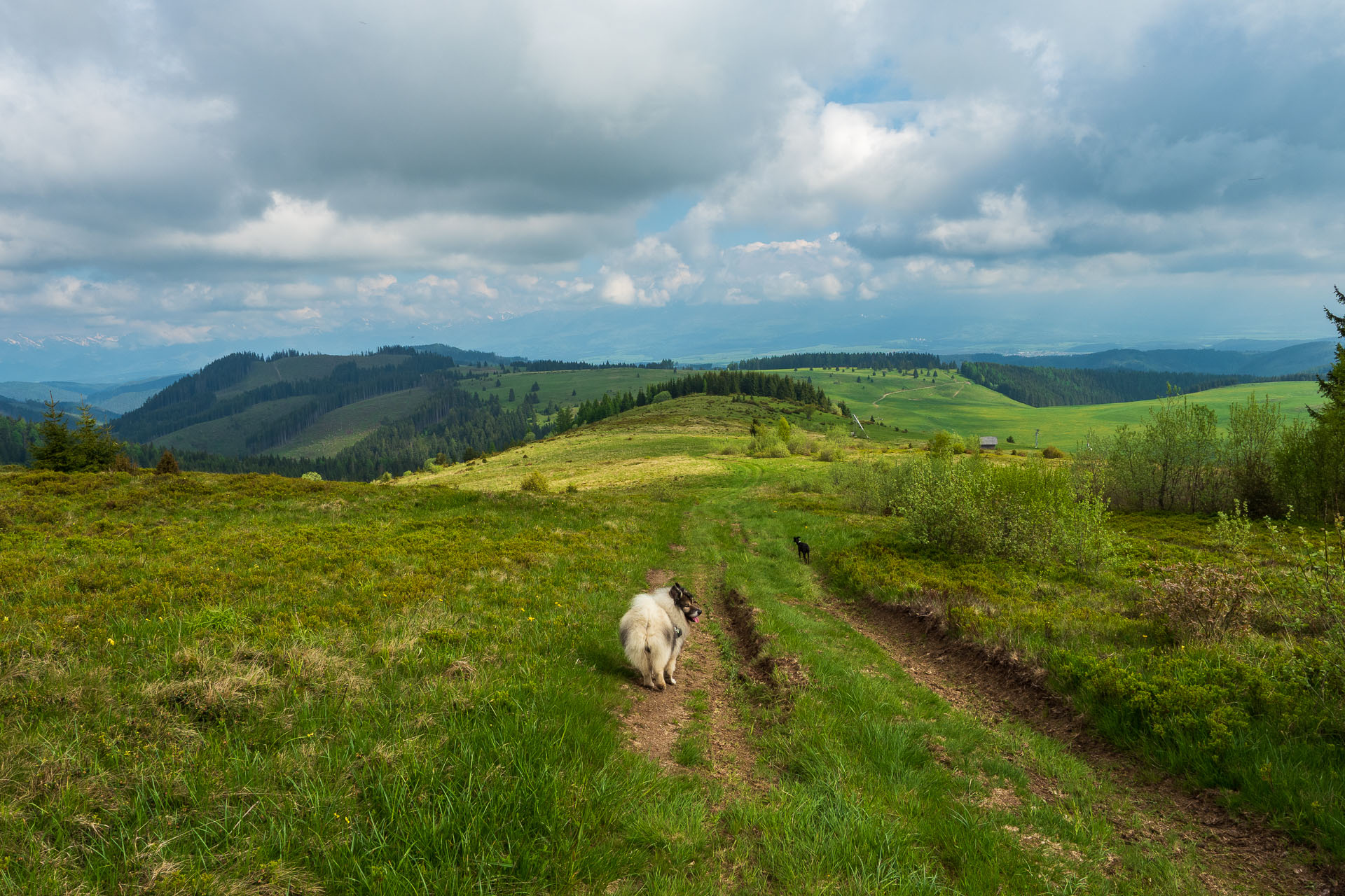 Smrečiny z Liptovskej Tepličky (Nízke Tatry)