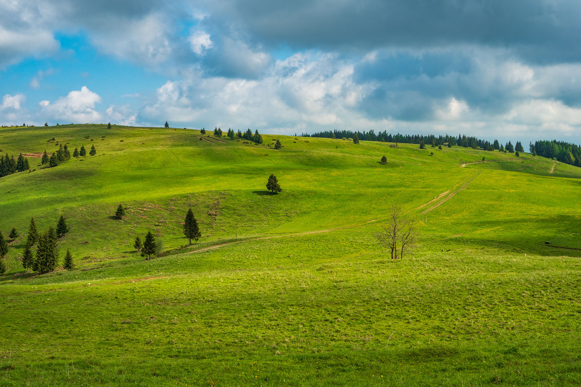 Smrečiny z Liptovskej Tepličky (Nízke Tatry)