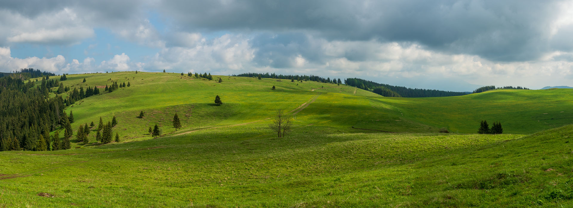 Smrečiny z Liptovskej Tepličky (Nízke Tatry)