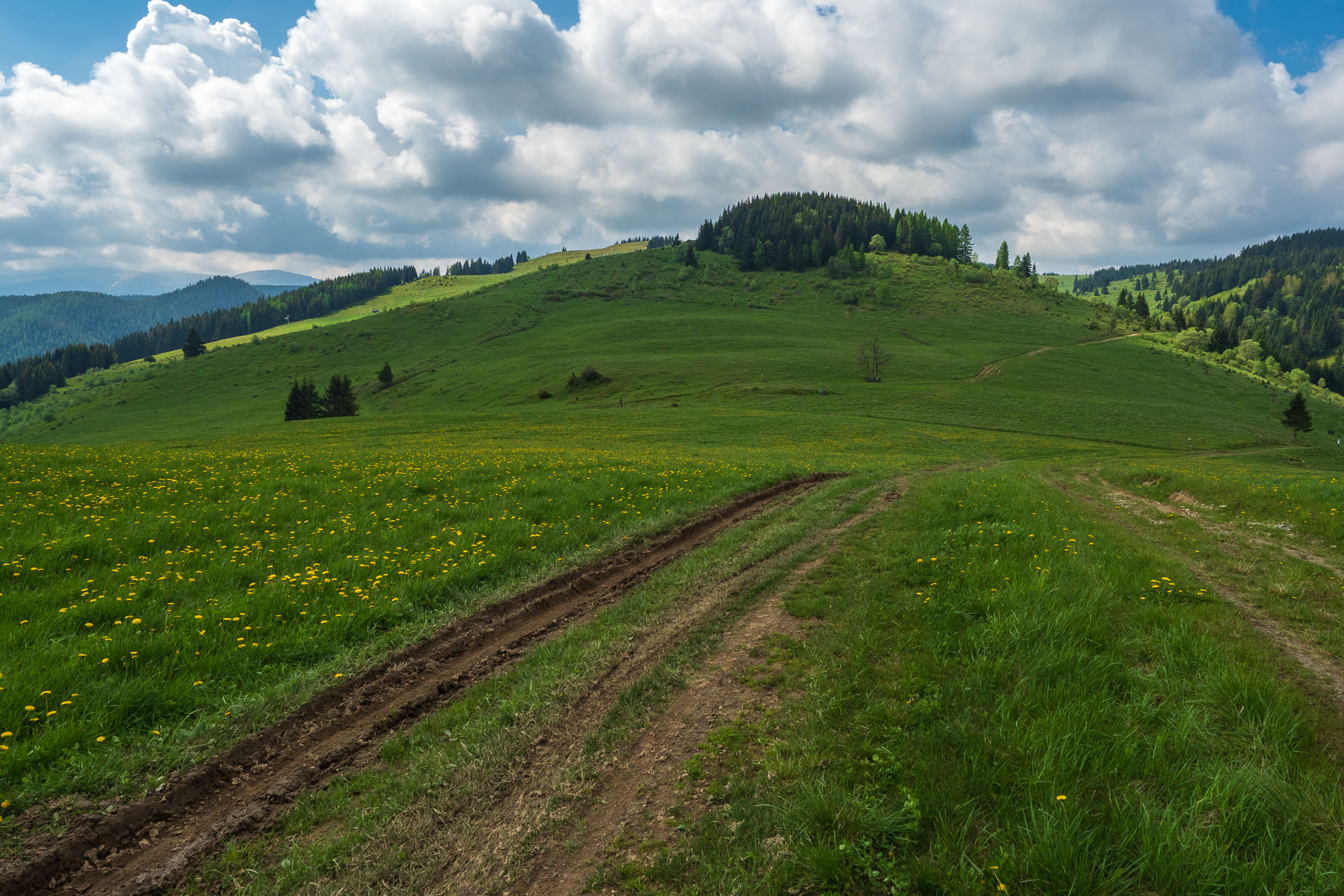 Smrečiny z Liptovskej Tepličky (Nízke Tatry)