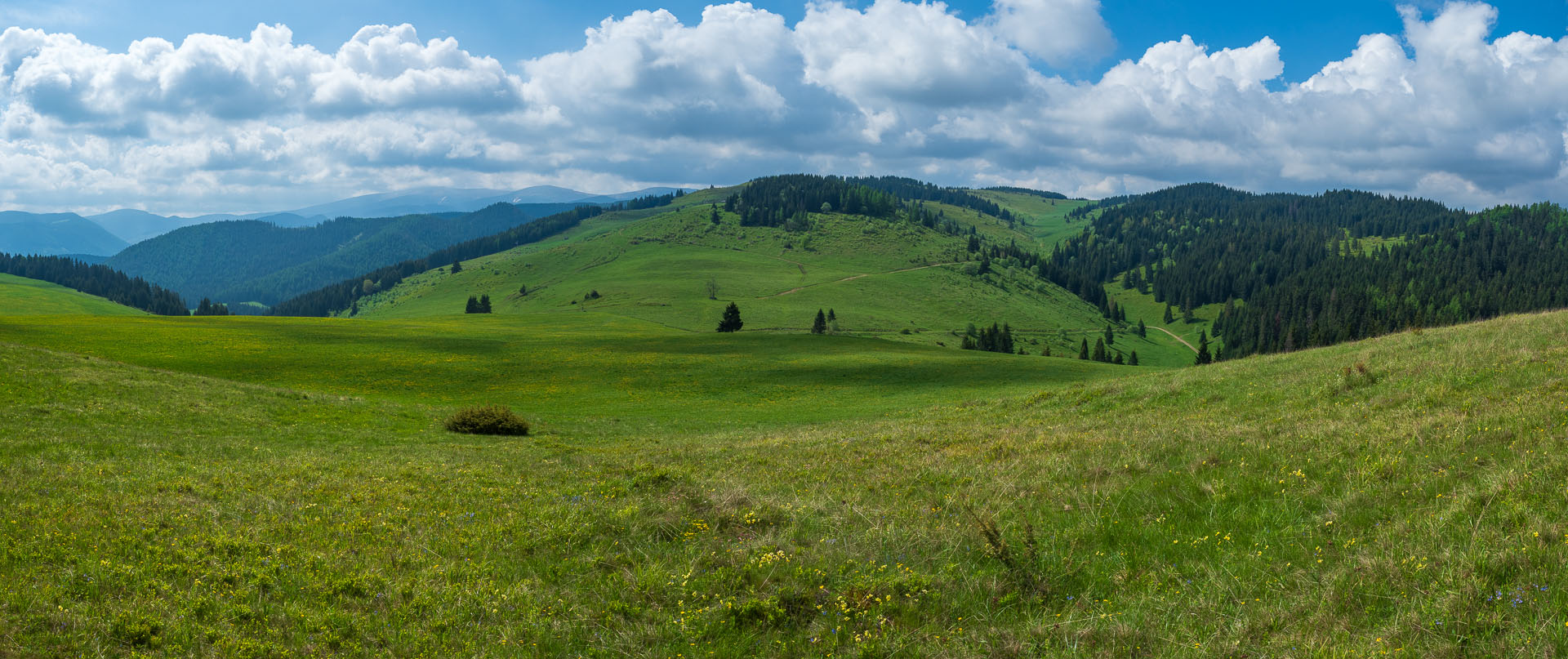 Smrečiny z Liptovskej Tepličky (Nízke Tatry)