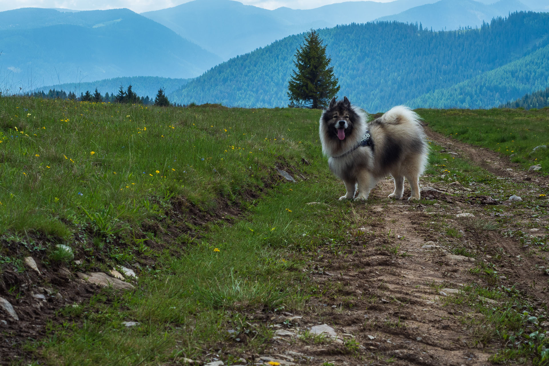 Smrečiny z Liptovskej Tepličky (Nízke Tatry)