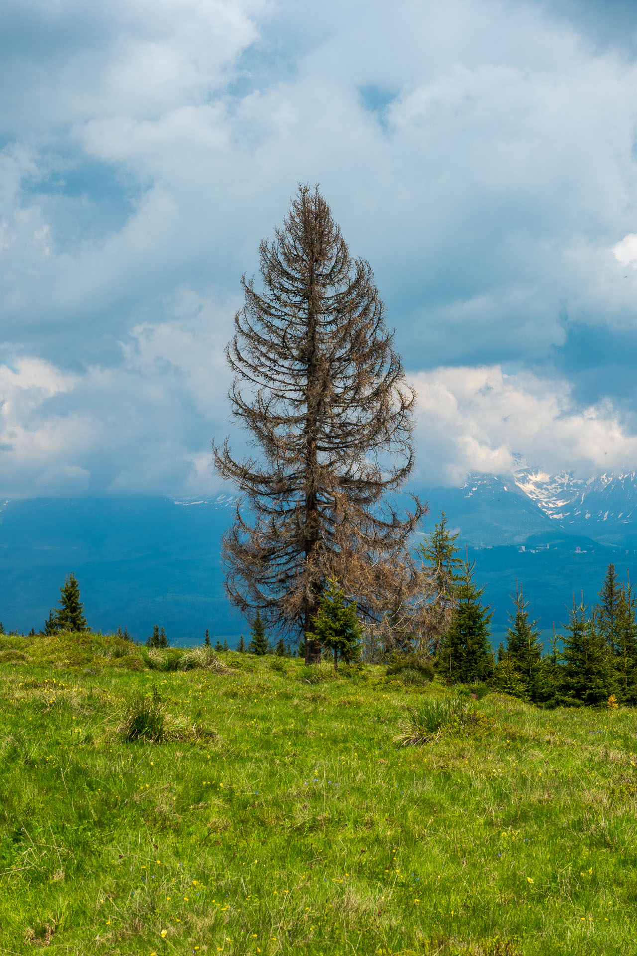 Smrečiny z Liptovskej Tepličky (Nízke Tatry)