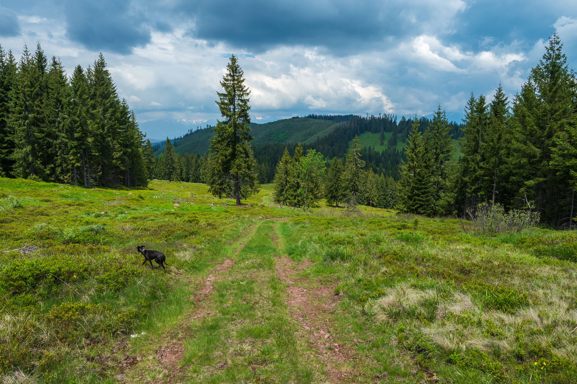 Smrečiny z Liptovskej Tepličky (Nízke Tatry)