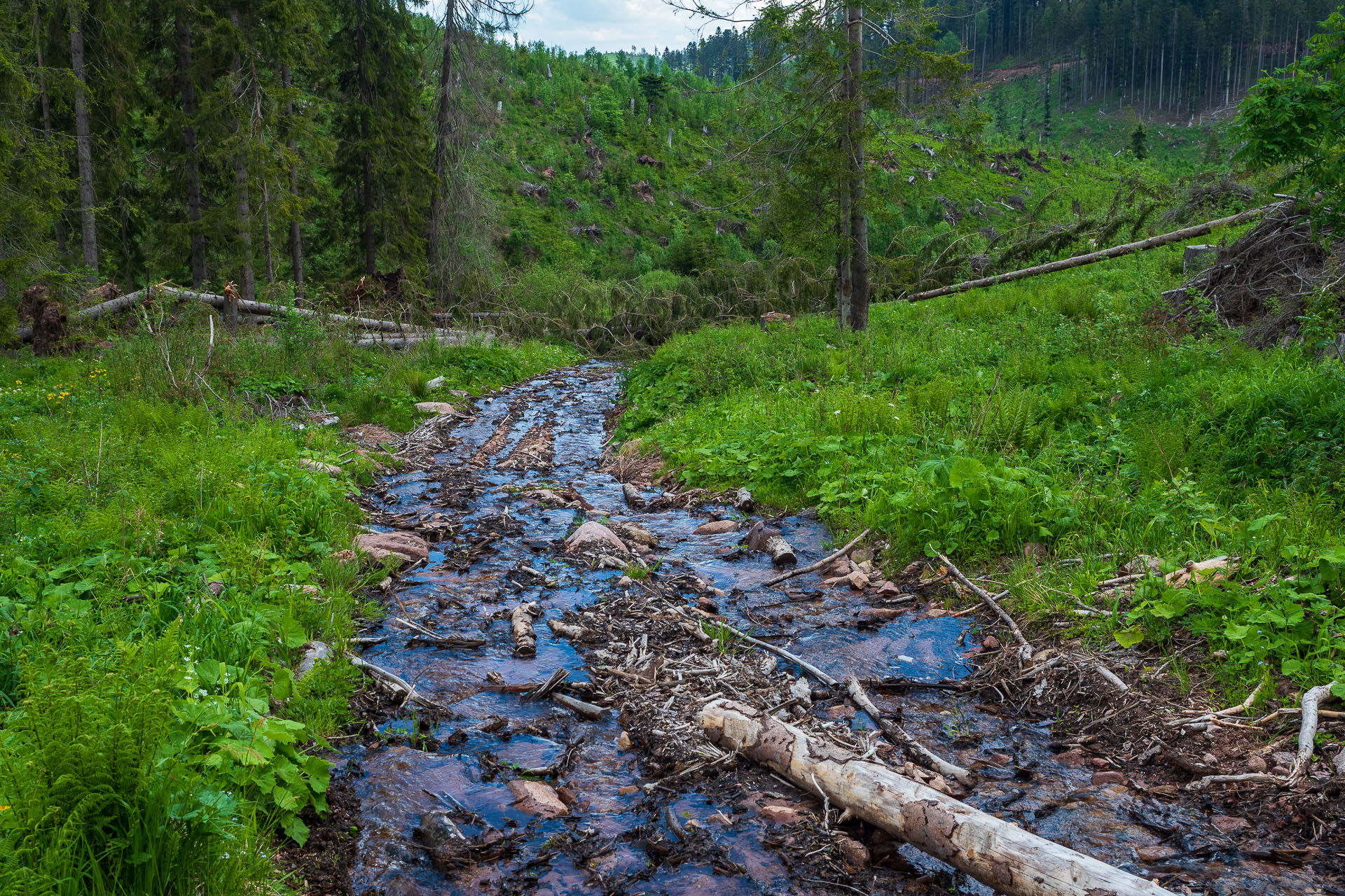 Smrečiny z Liptovskej Tepličky (Nízke Tatry)