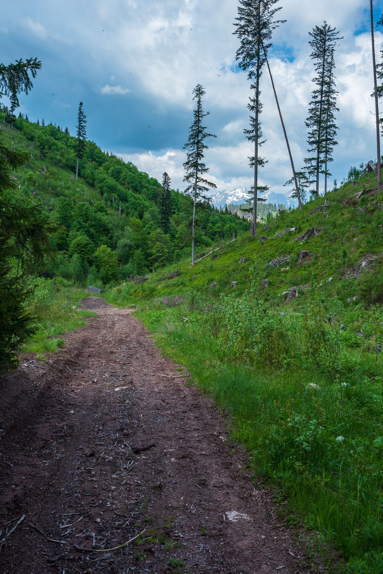 Smrečiny z Liptovskej Tepličky (Nízke Tatry)