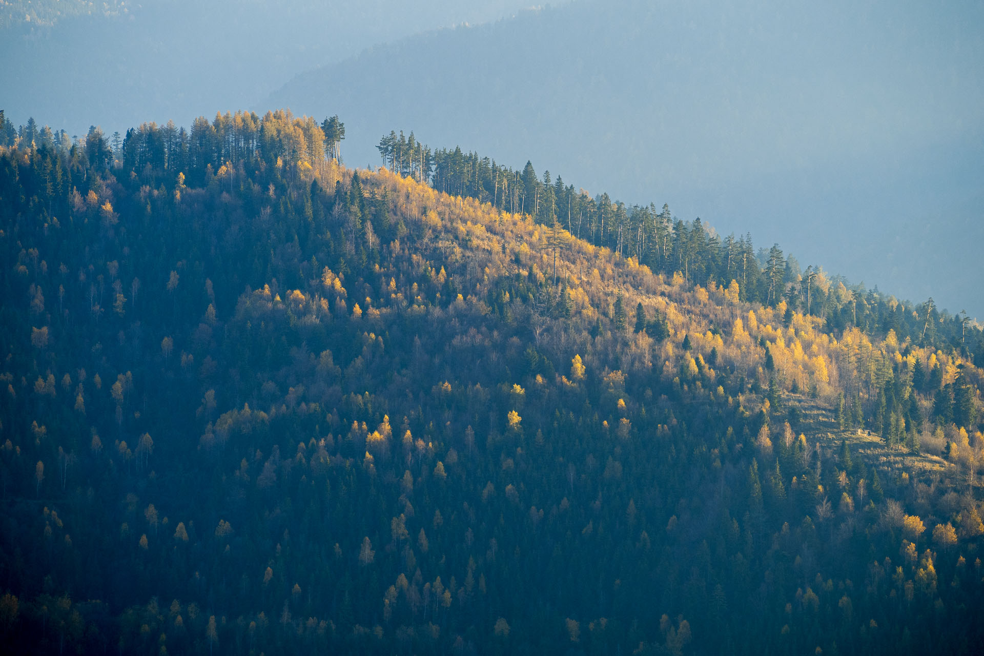 Smrekovica z Poľanoviec (Branisko a Bachureň)