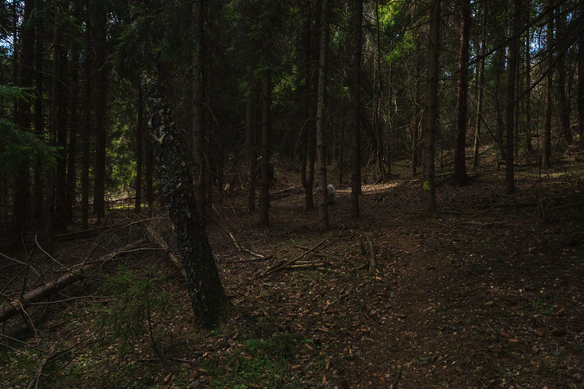 Smrekovica z Vyšného Slavkova s nocľahom (Branisko a Bachureň)