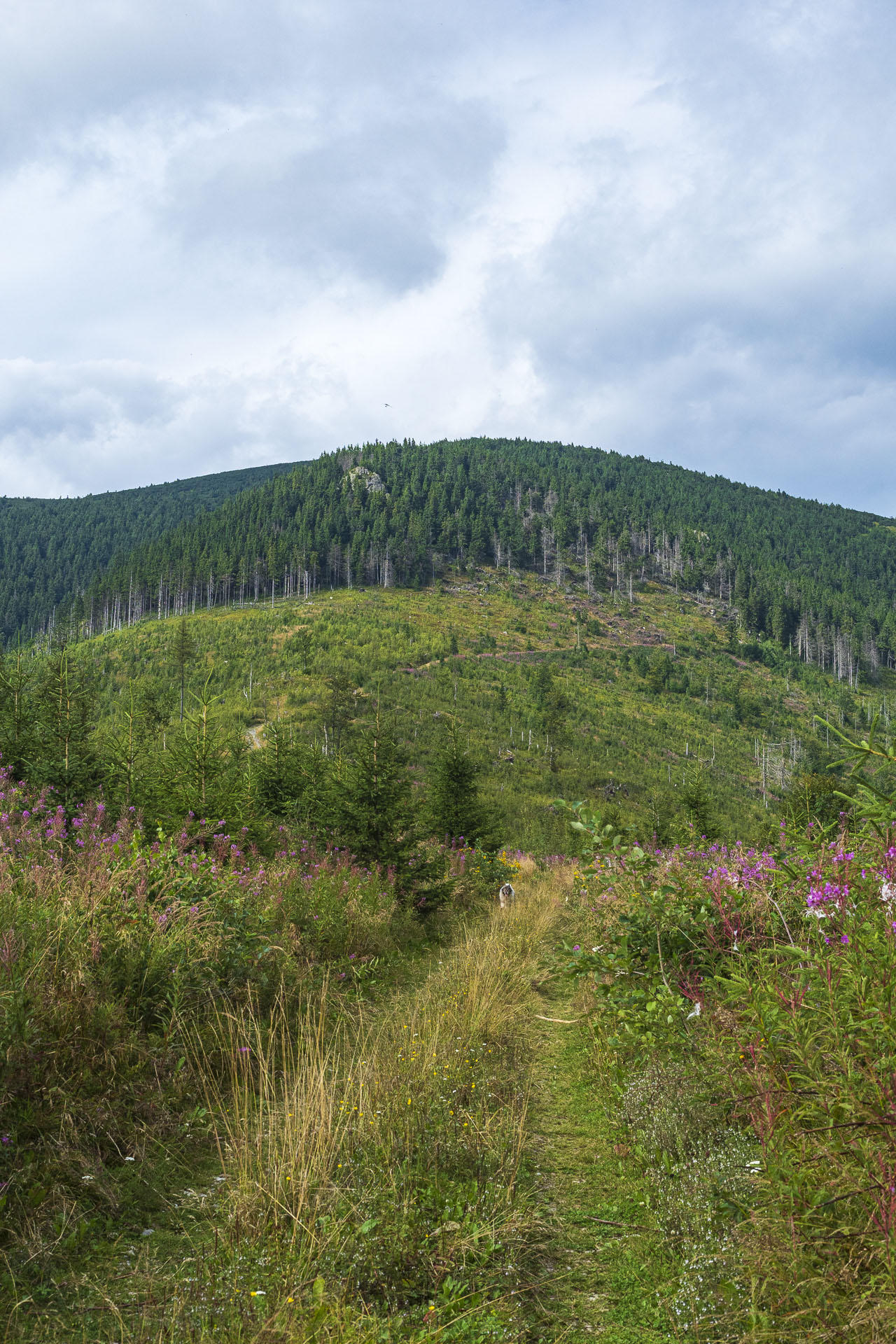 Veľká Vápenica z Heľpy (Nízke Tatry)
