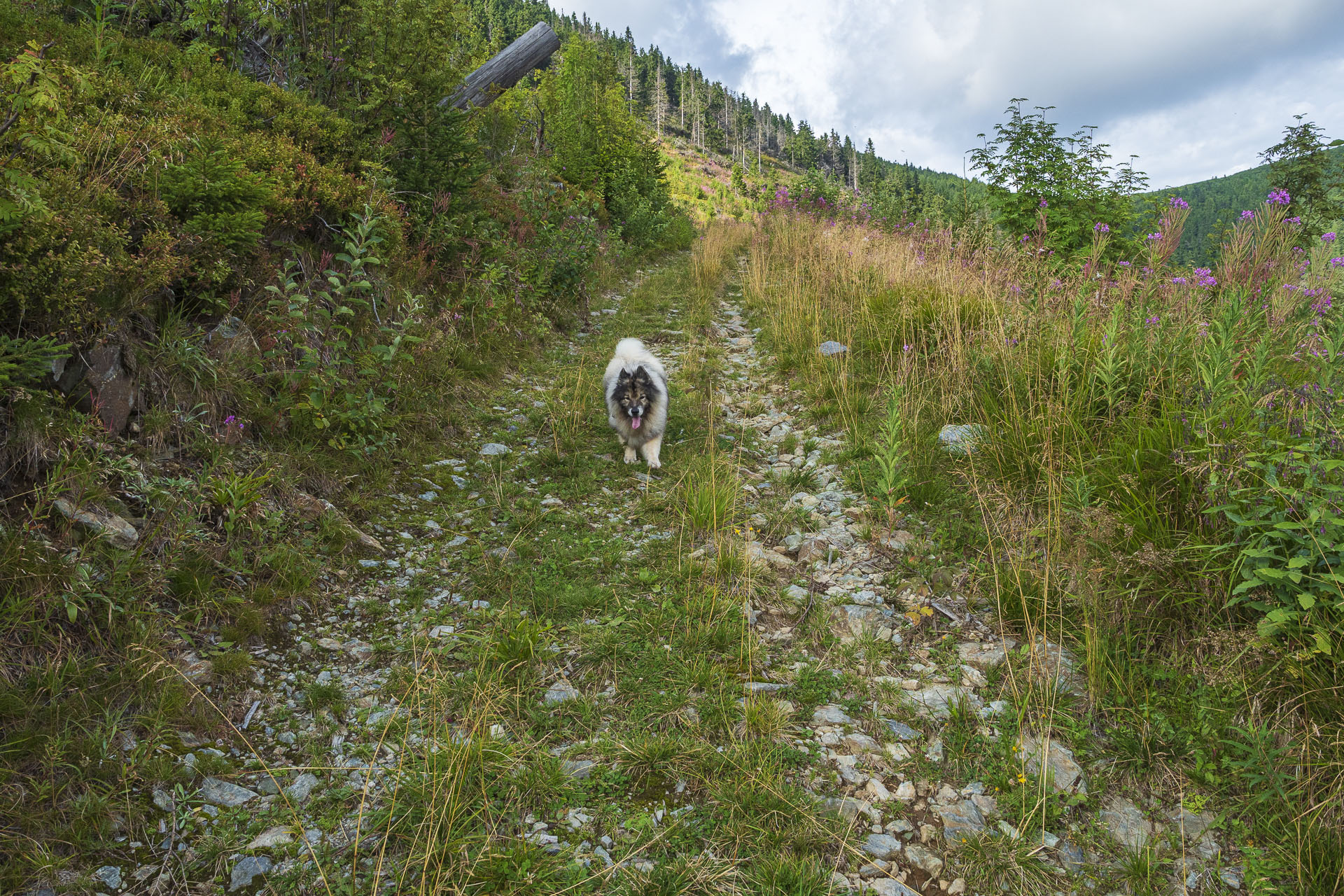 Veľká Vápenica z Heľpy (Nízke Tatry)