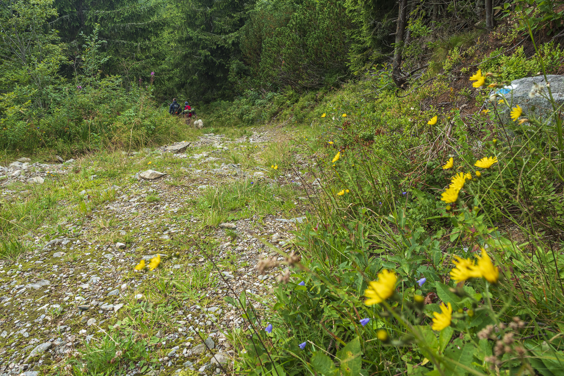 Veľká Vápenica z Heľpy (Nízke Tatry)