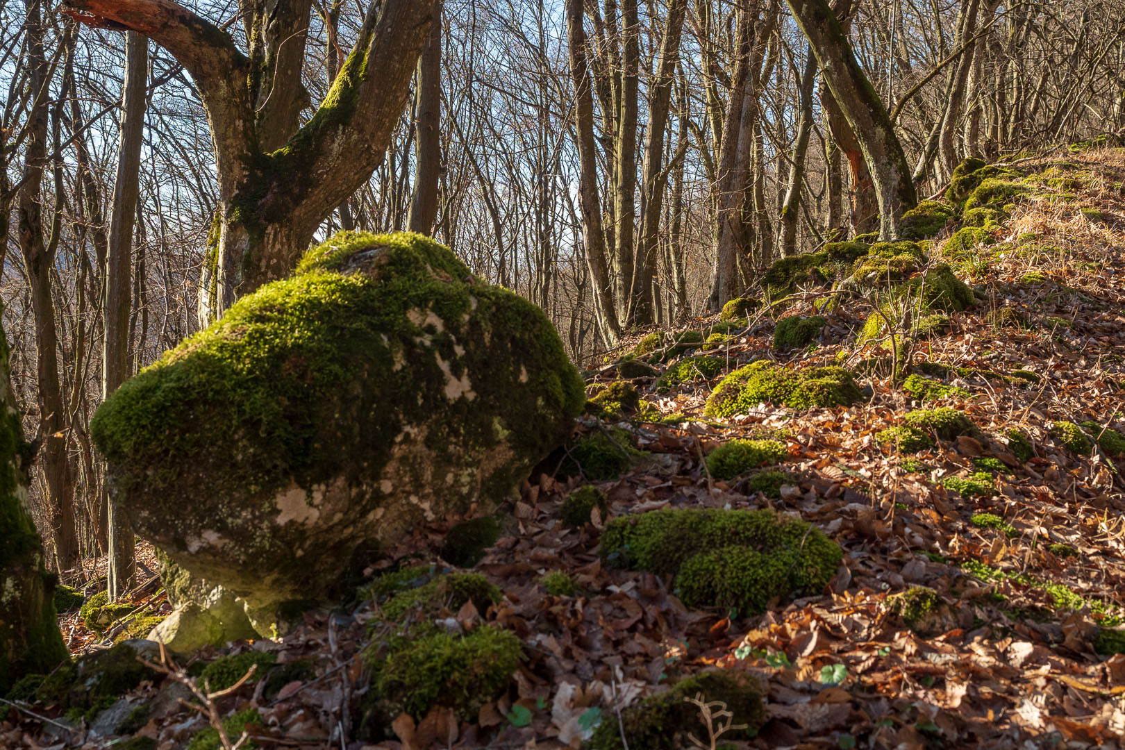 Zvonárka zo Slavca (Slovenský kras)