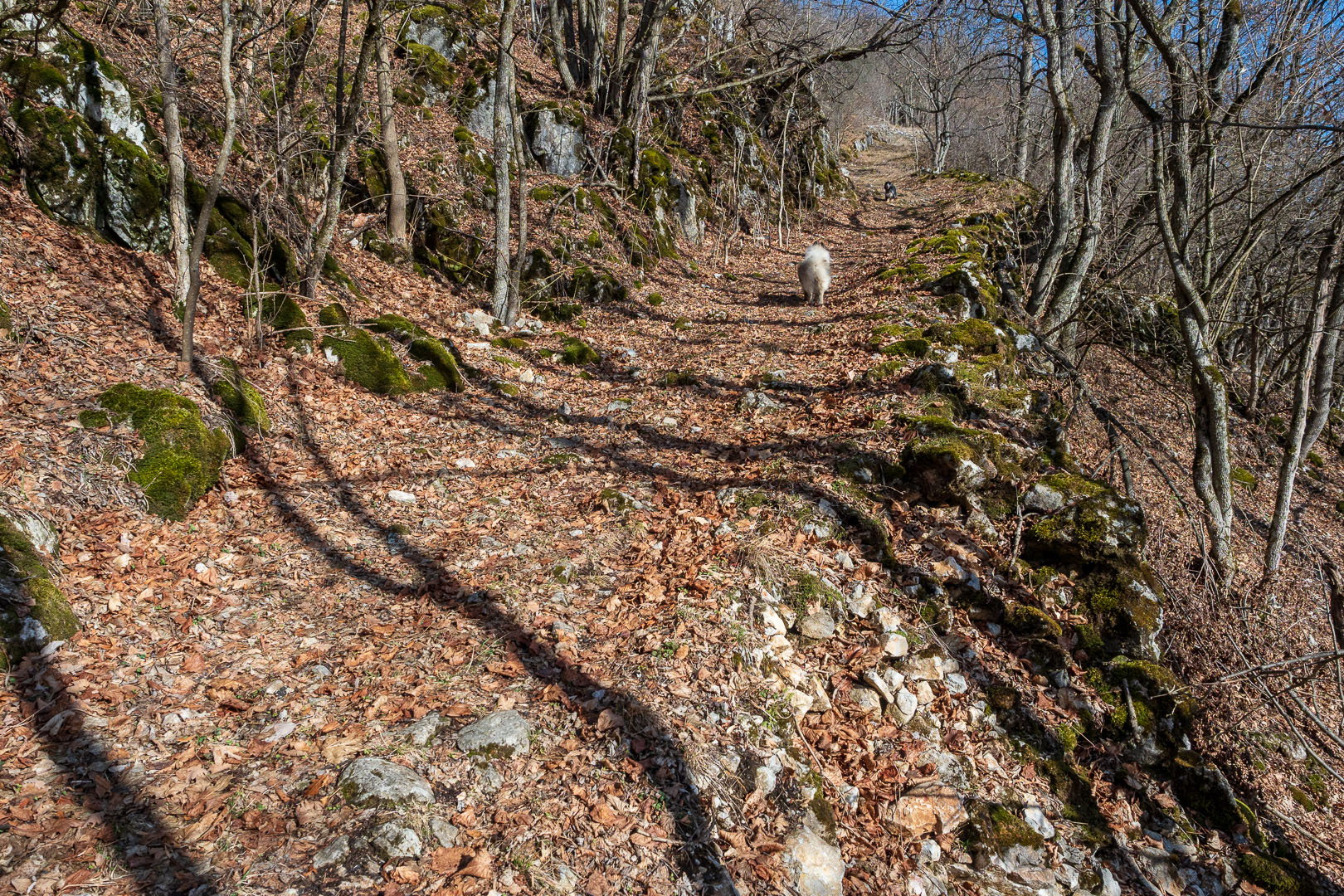 Zvonárka zo Slavca (Slovenský kras)