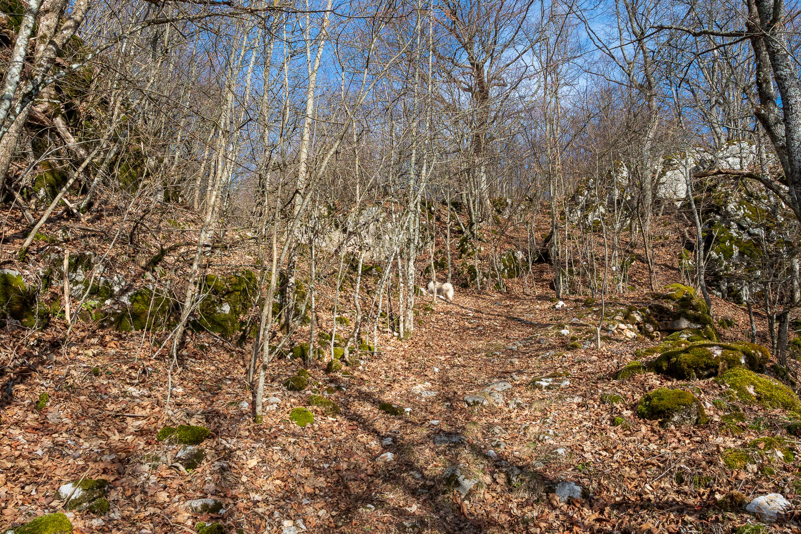 Zvonárka zo Slavca (Slovenský kras)