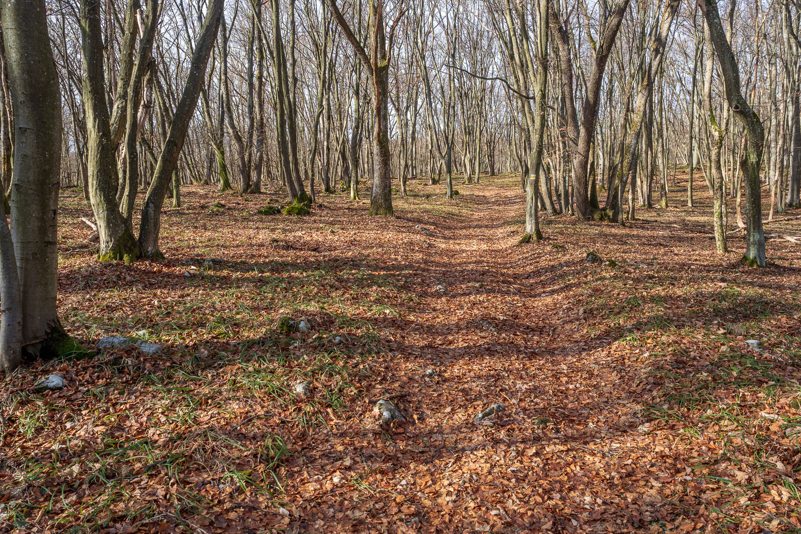 Zvonárka zo Slavca (Slovenský kras)