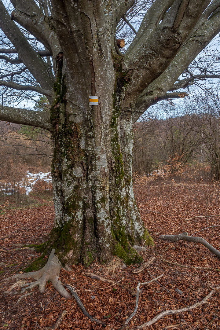 Zvonárka zo Slavca (Slovenský kras)