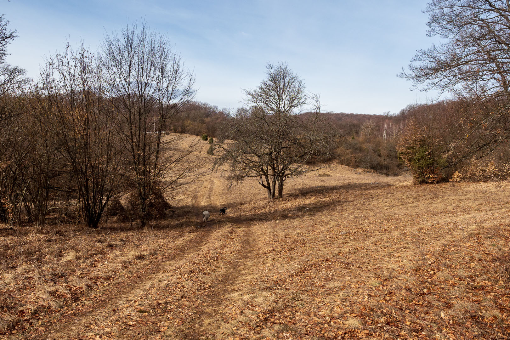 Zvonárka zo Slavca (Slovenský kras)