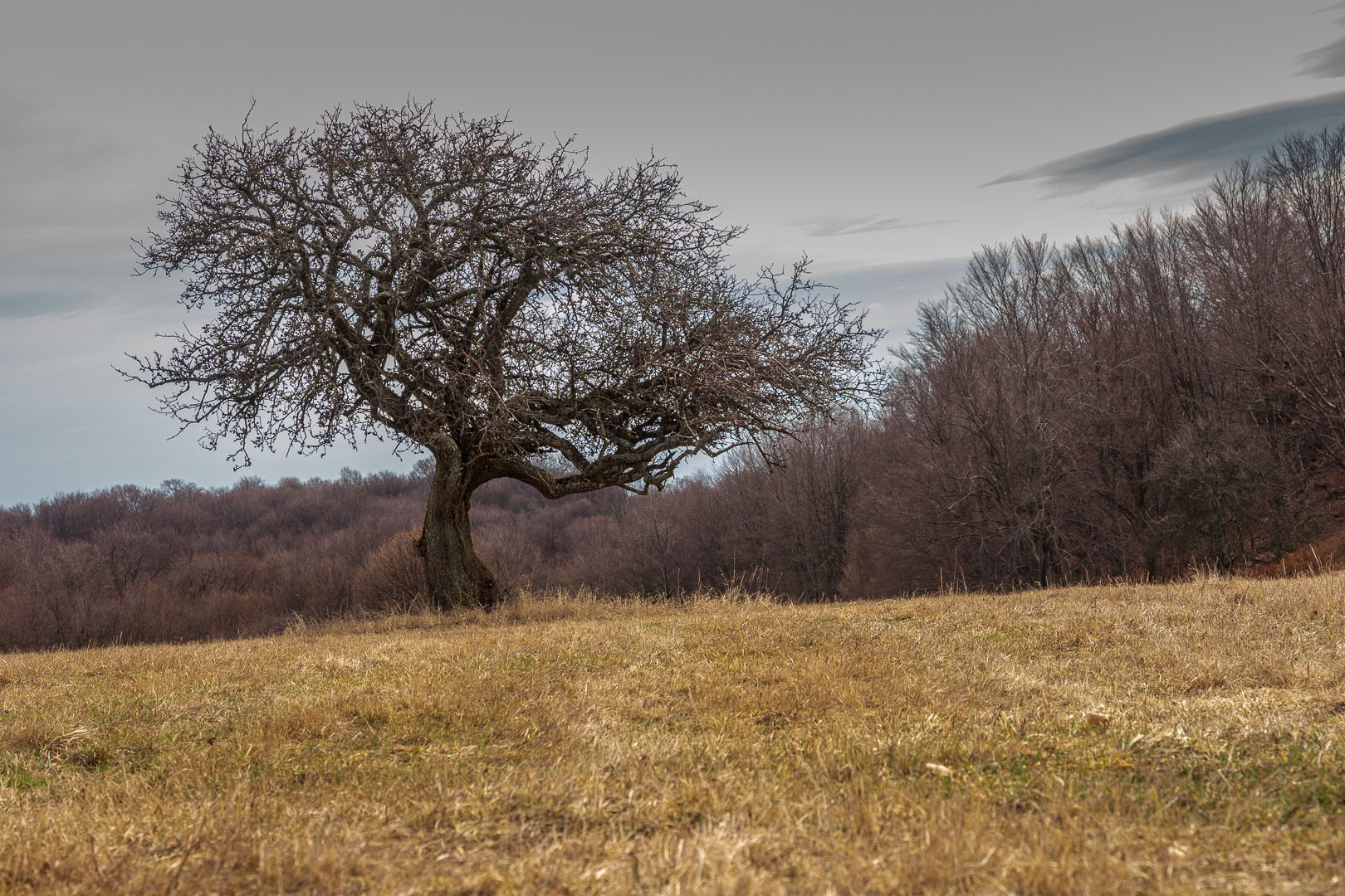 Zvonárka zo Slavca (Slovenský kras)