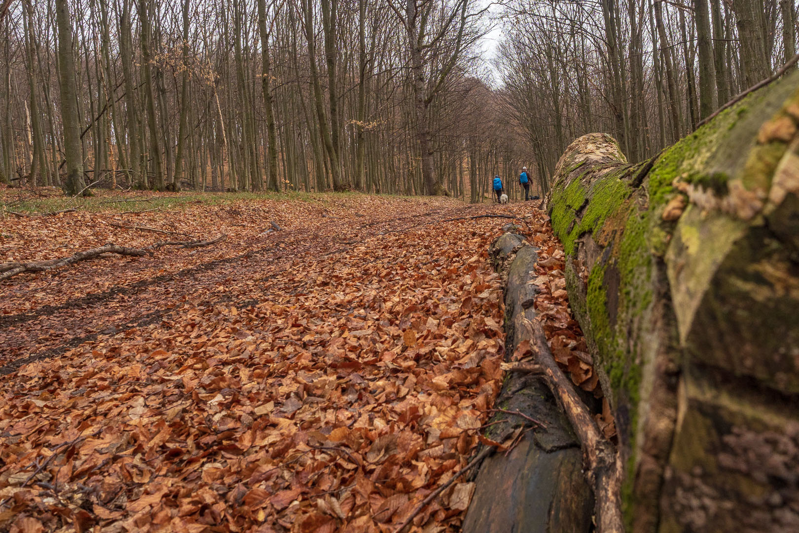 Zvonárka zo Slavca (Slovenský kras)