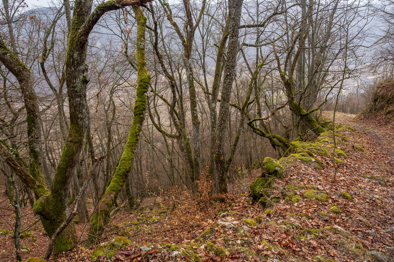 Zvonárka zo Slavca (Slovenský kras)