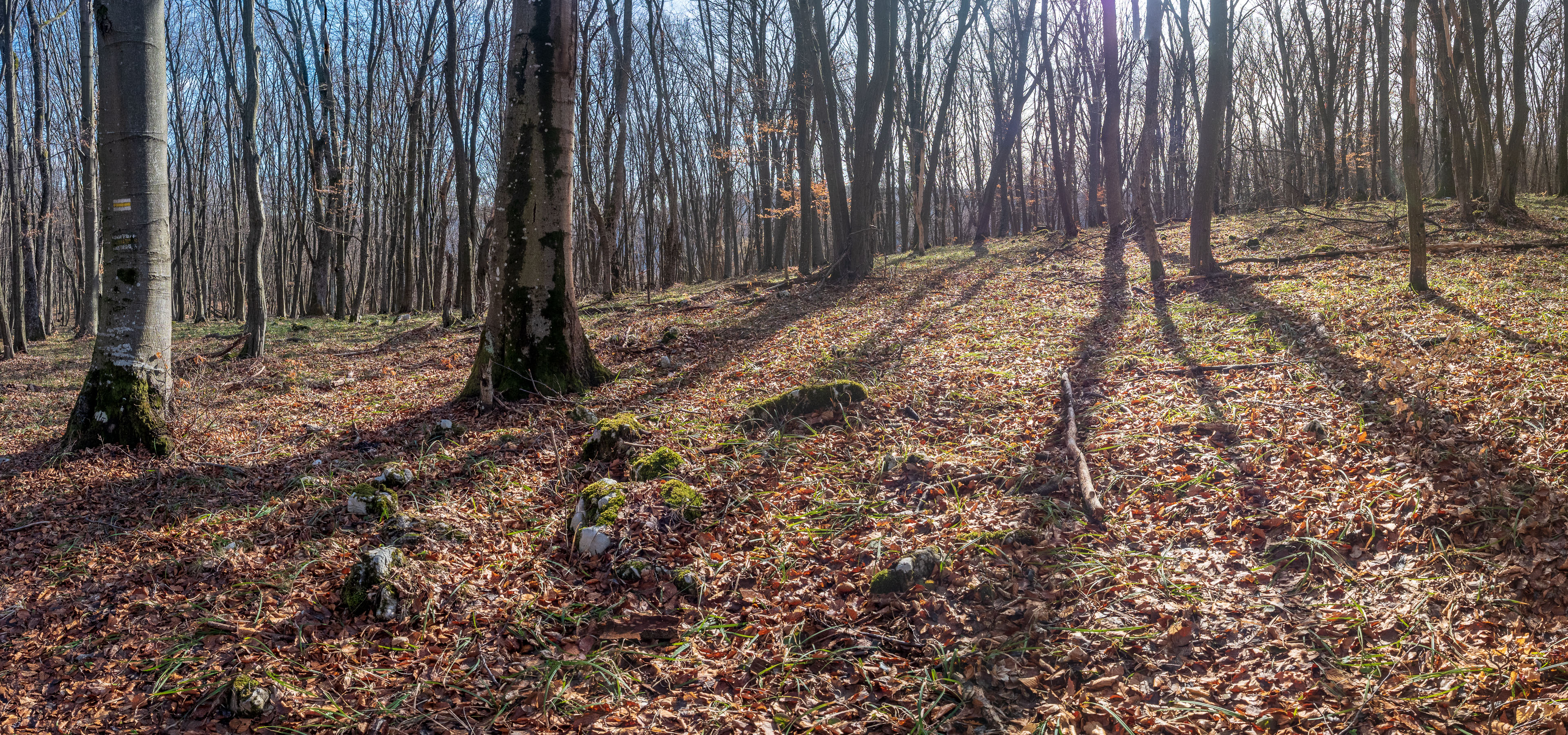 Zvonárka zo Slavca (Slovenský kras)