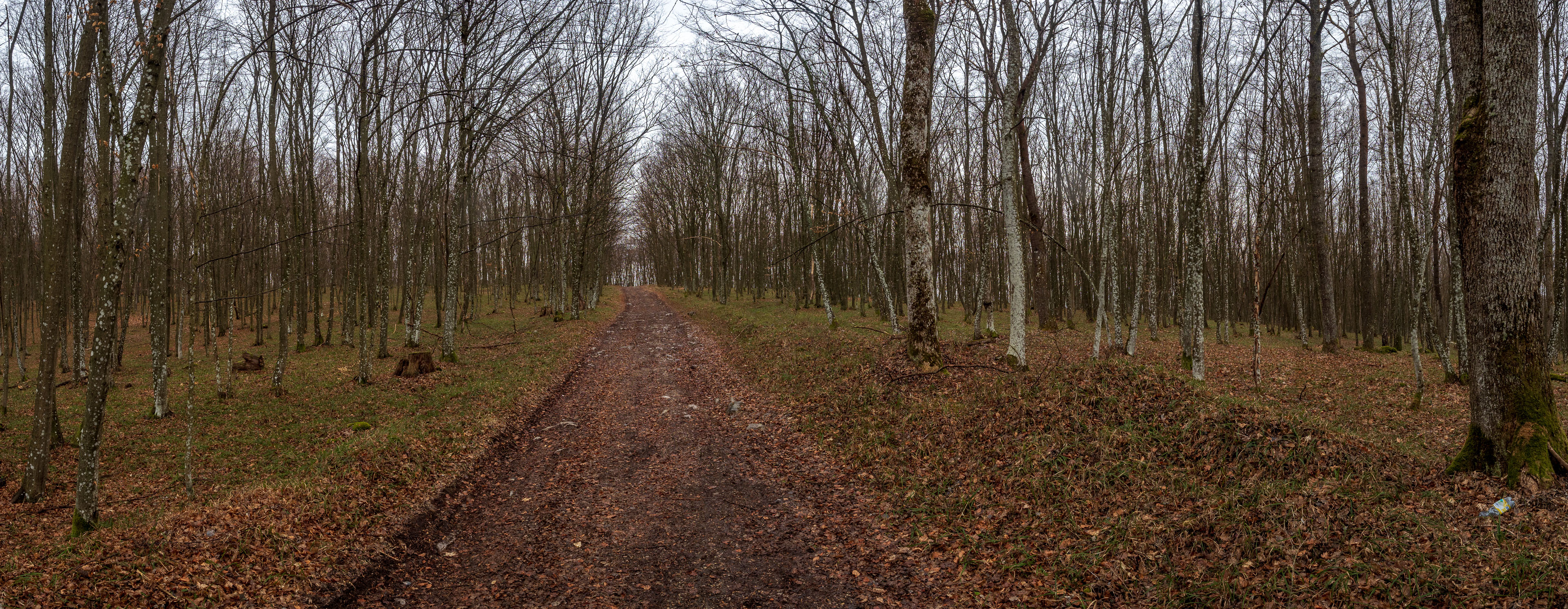 Zvonárka zo Slavca (Slovenský kras)