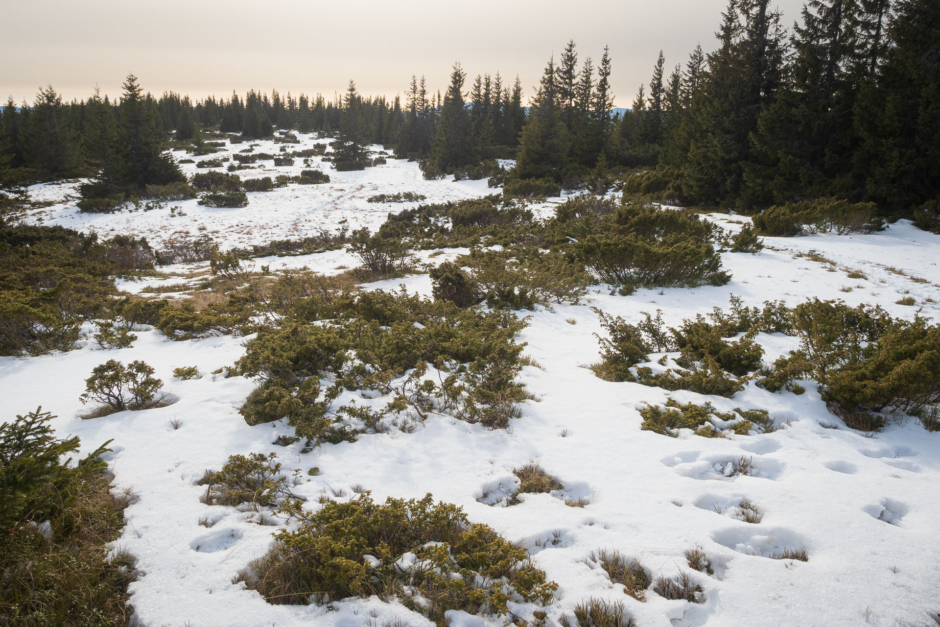 Beňuška z Čertovice (Nízke Tatry)