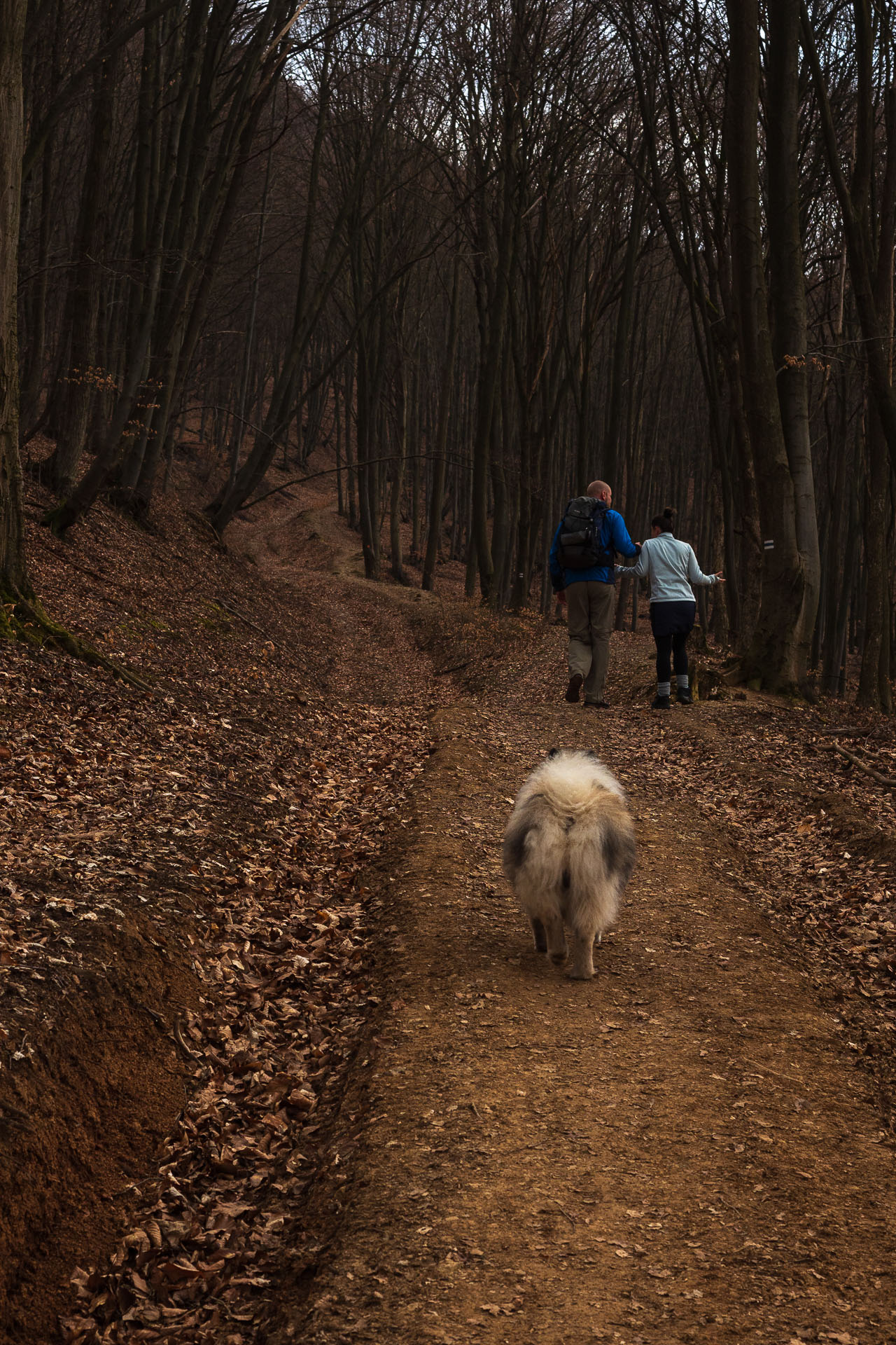 Brzotínska skala z Jovíc (Slovenský kras)