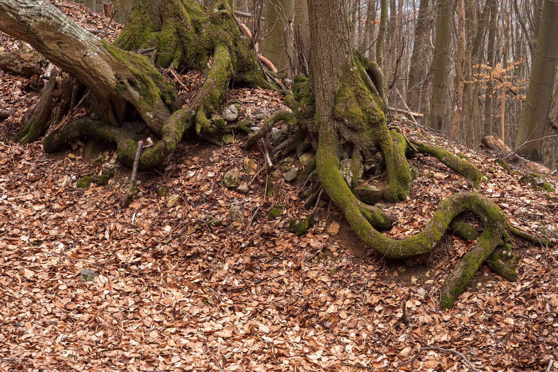 Brzotínska skala z Jovíc (Slovenský kras)