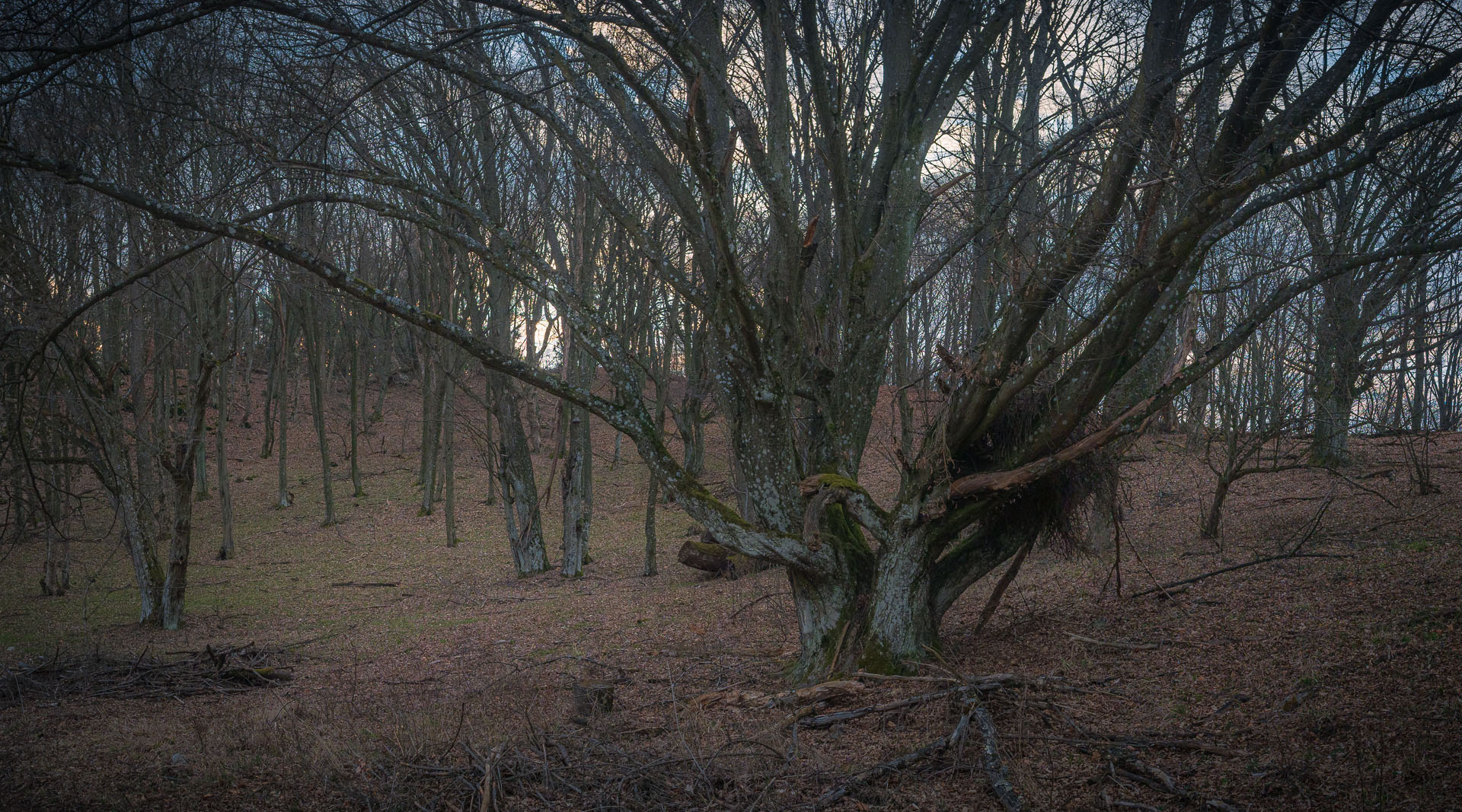 Brzotínska skala z Jovíc (Slovenský kras)