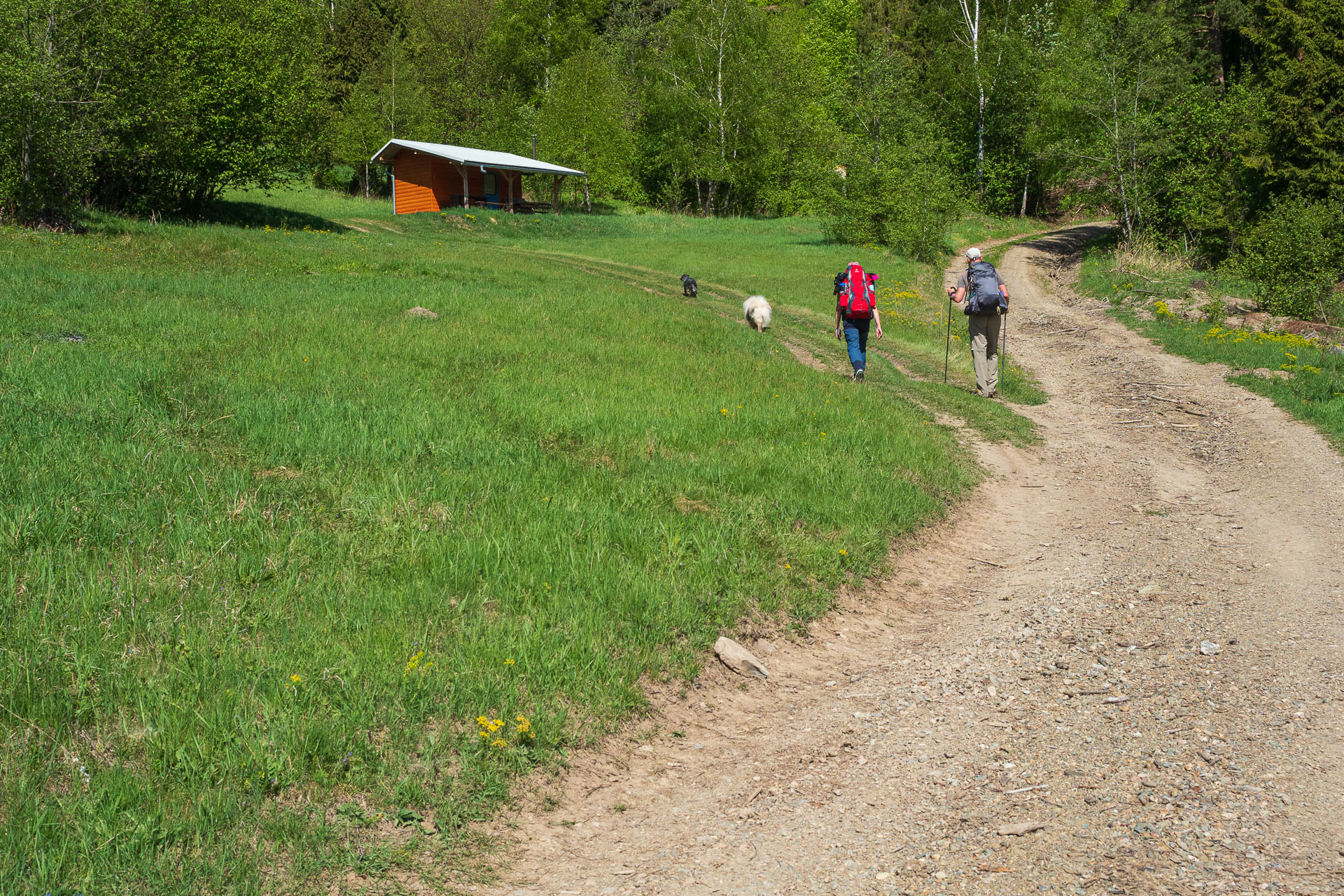 Bukovec zo Švedlára (Volovské vrchy)