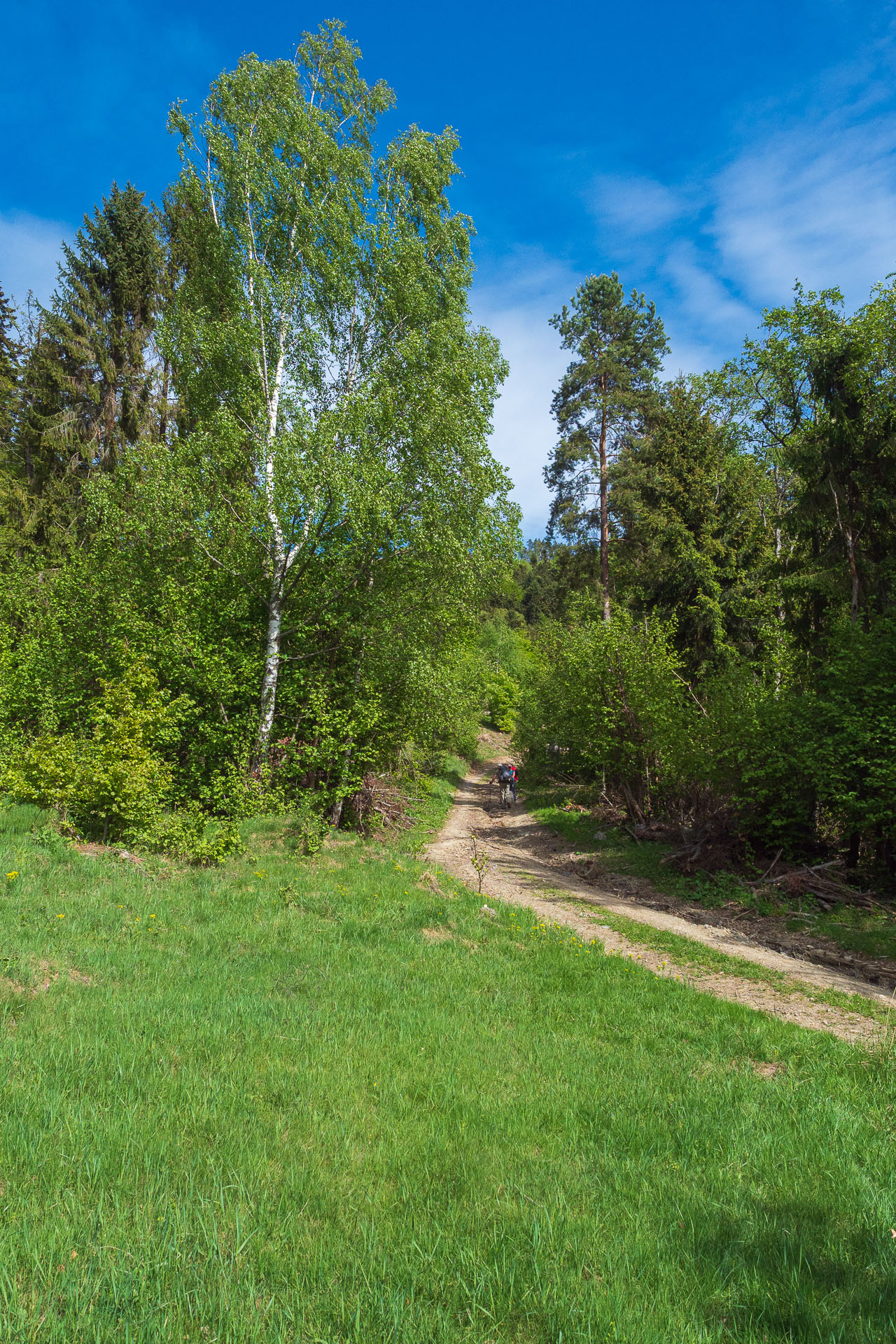 Bukovec zo Švedlára (Volovské vrchy)