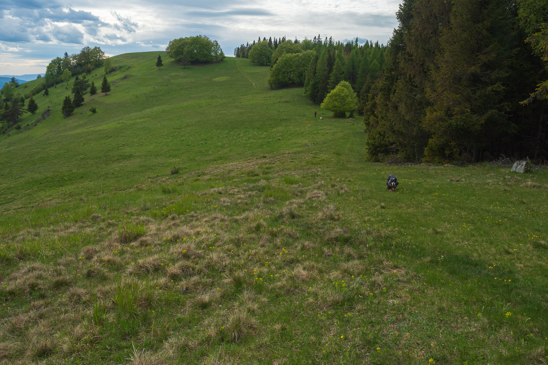 Bukovec zo Švedlára (Volovské vrchy)