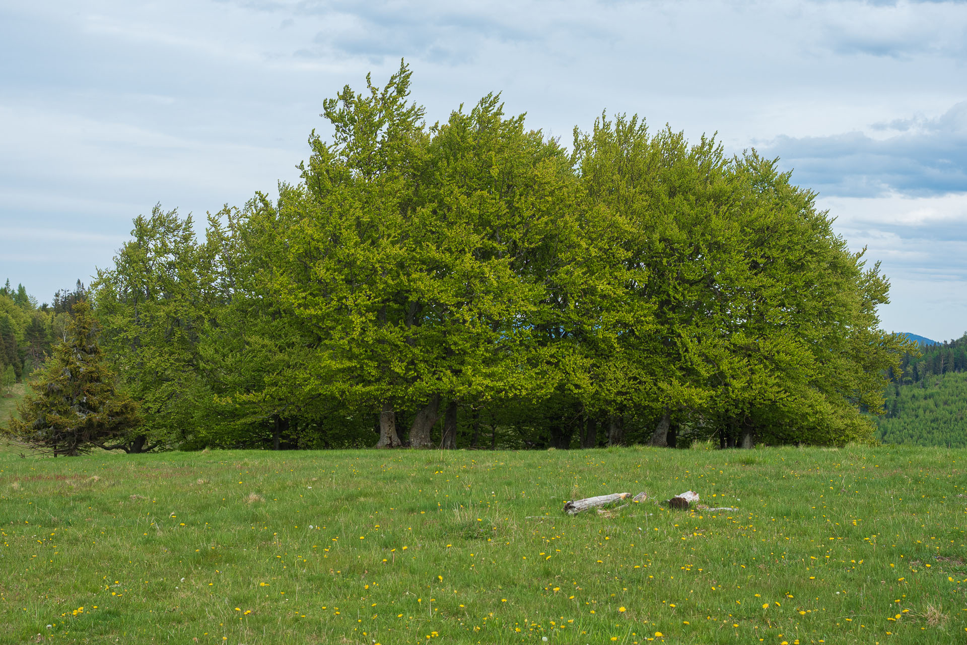 Bukovec zo Švedlára (Volovské vrchy)