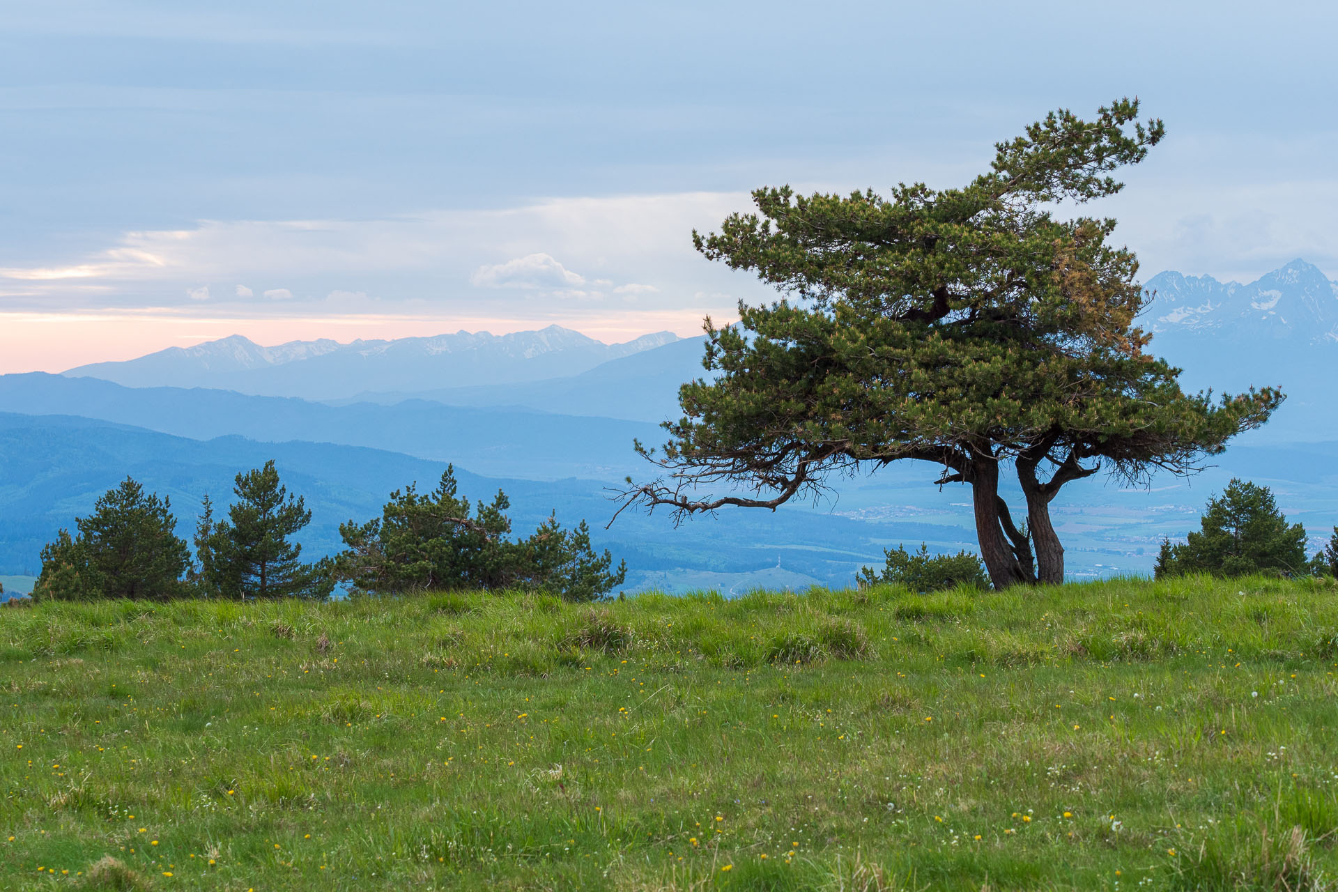 Bukovec zo Švedlára (Volovské vrchy)