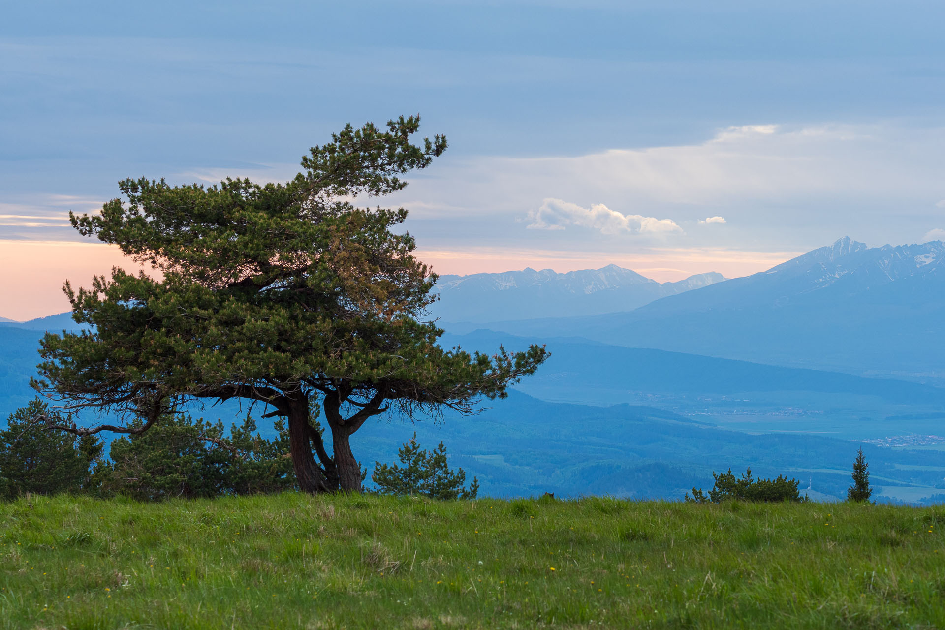 Bukovec zo Švedlára (Volovské vrchy)