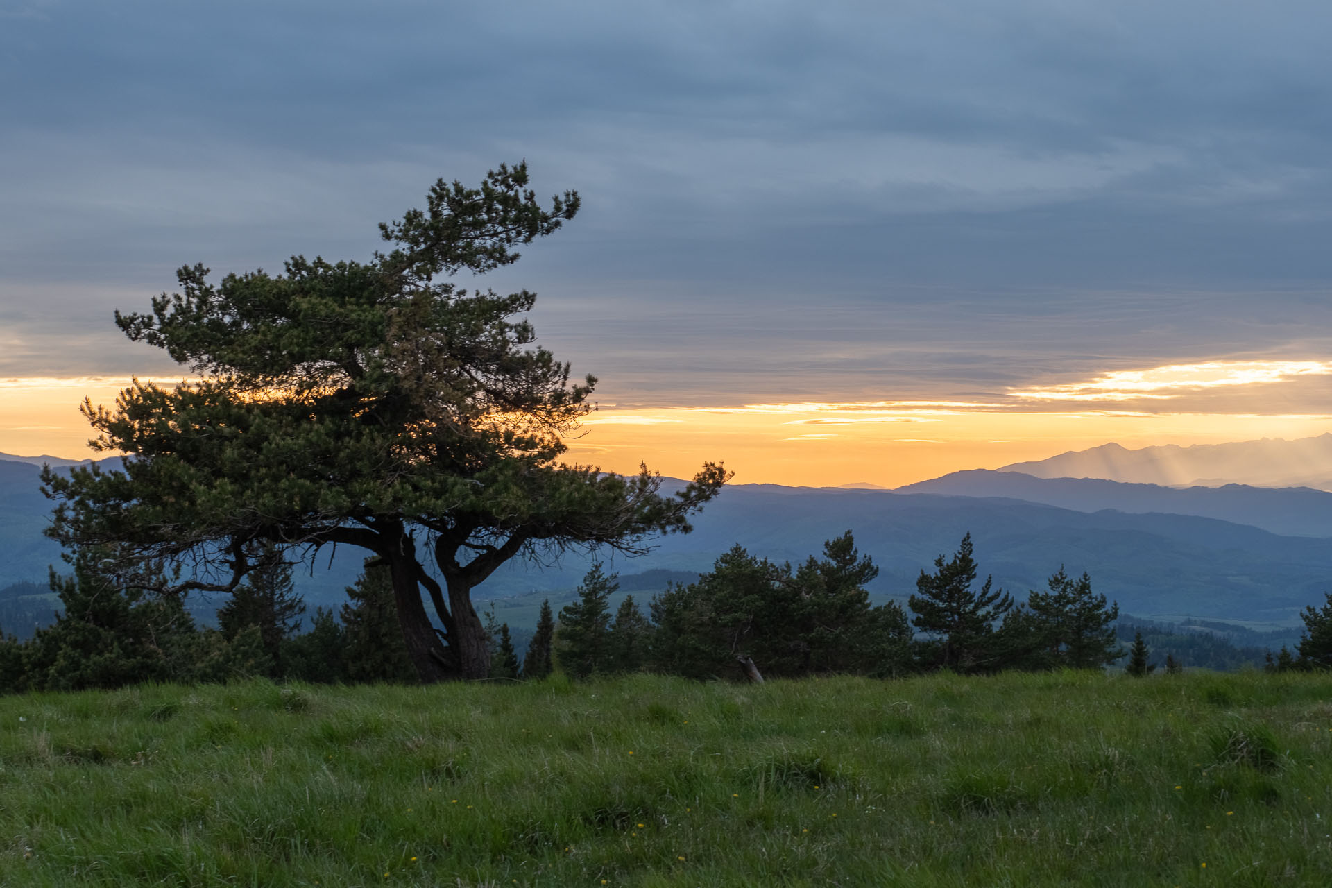 Bukovec zo Švedlára (Volovské vrchy)