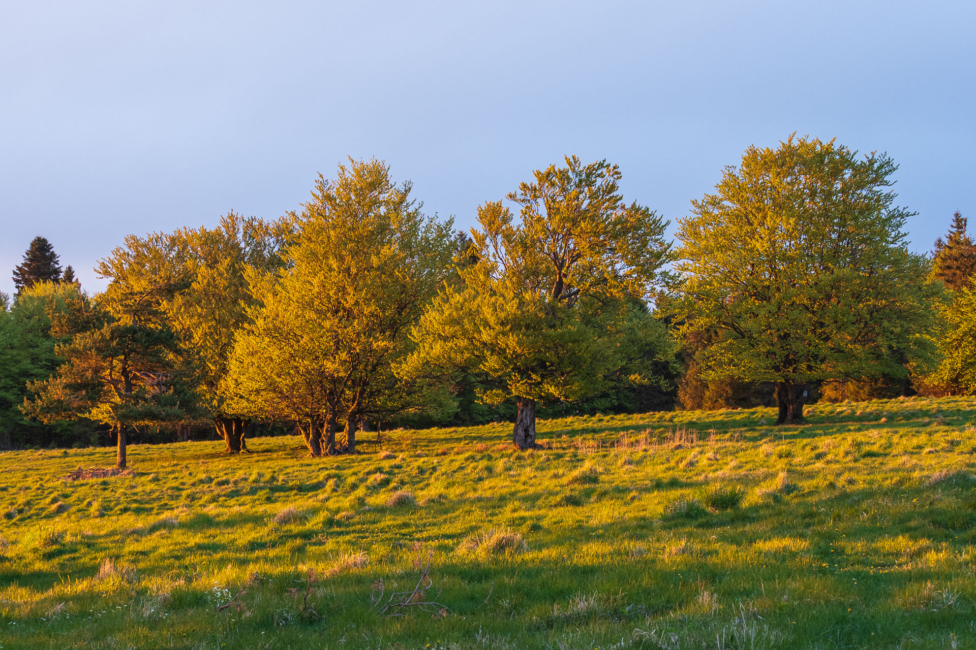 Bukovec zo Švedlára (Volovské vrchy)