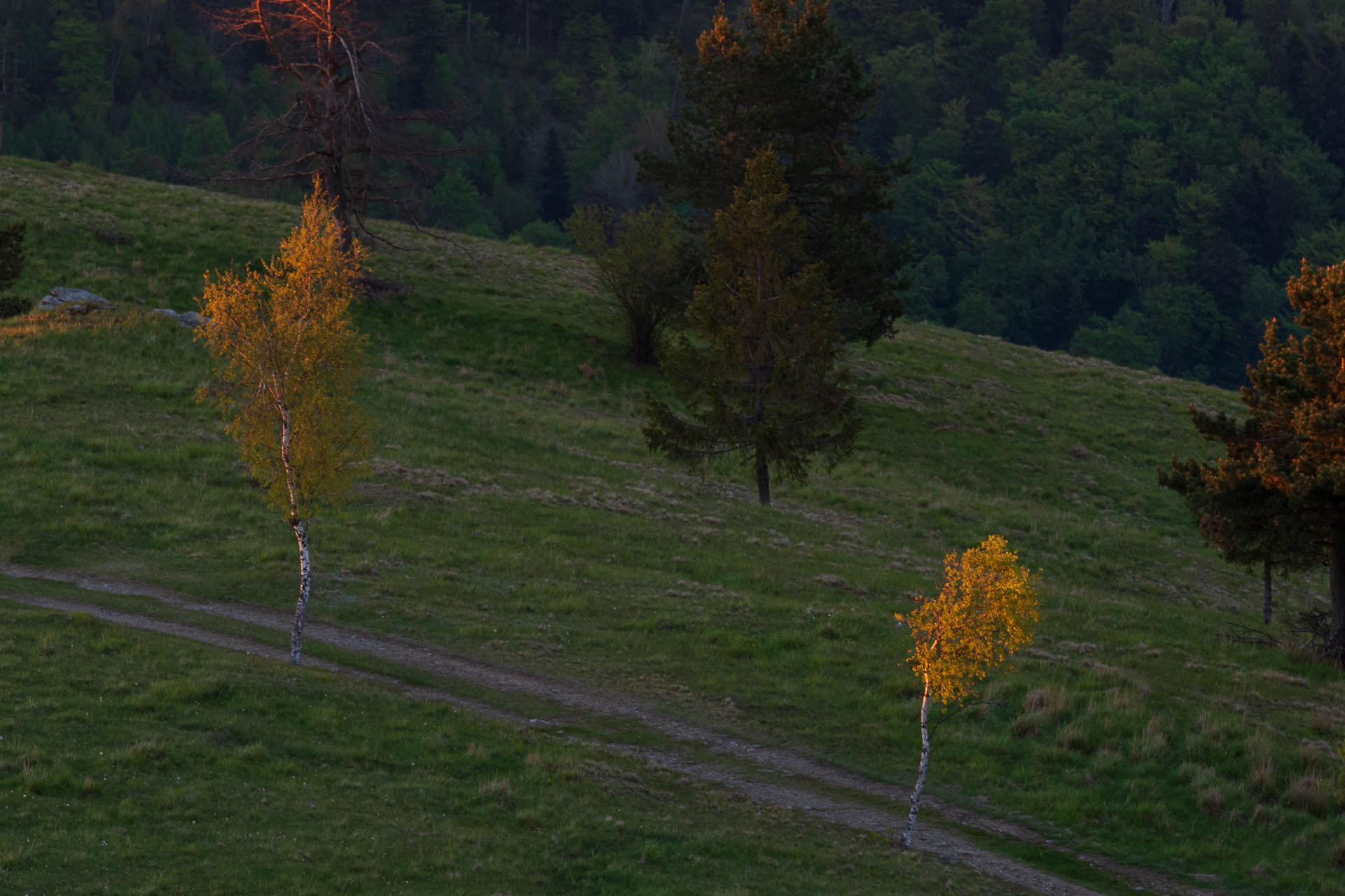 Bukovec zo Švedlára (Volovské vrchy)