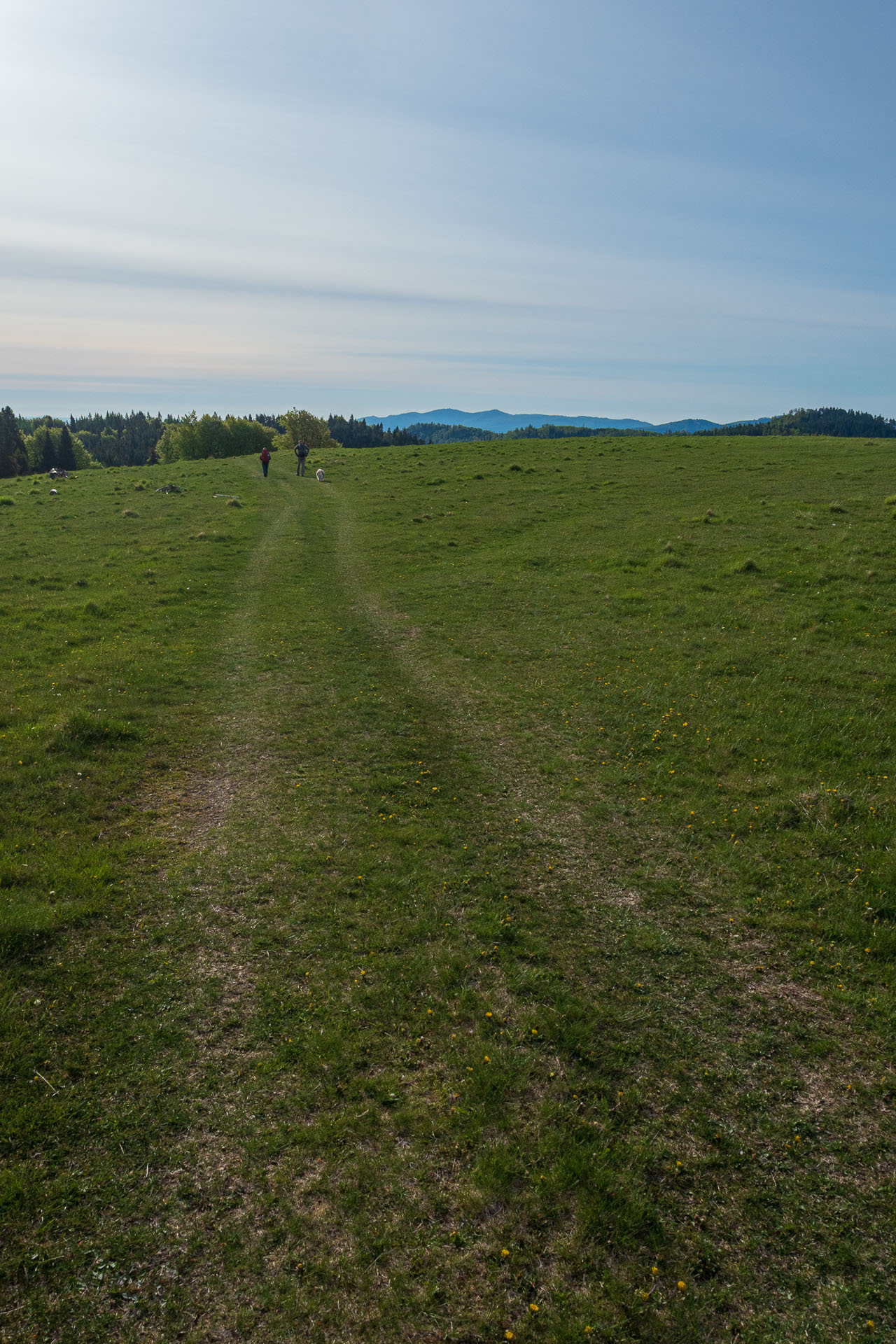 Bukovec zo Švedlára (Volovské vrchy)