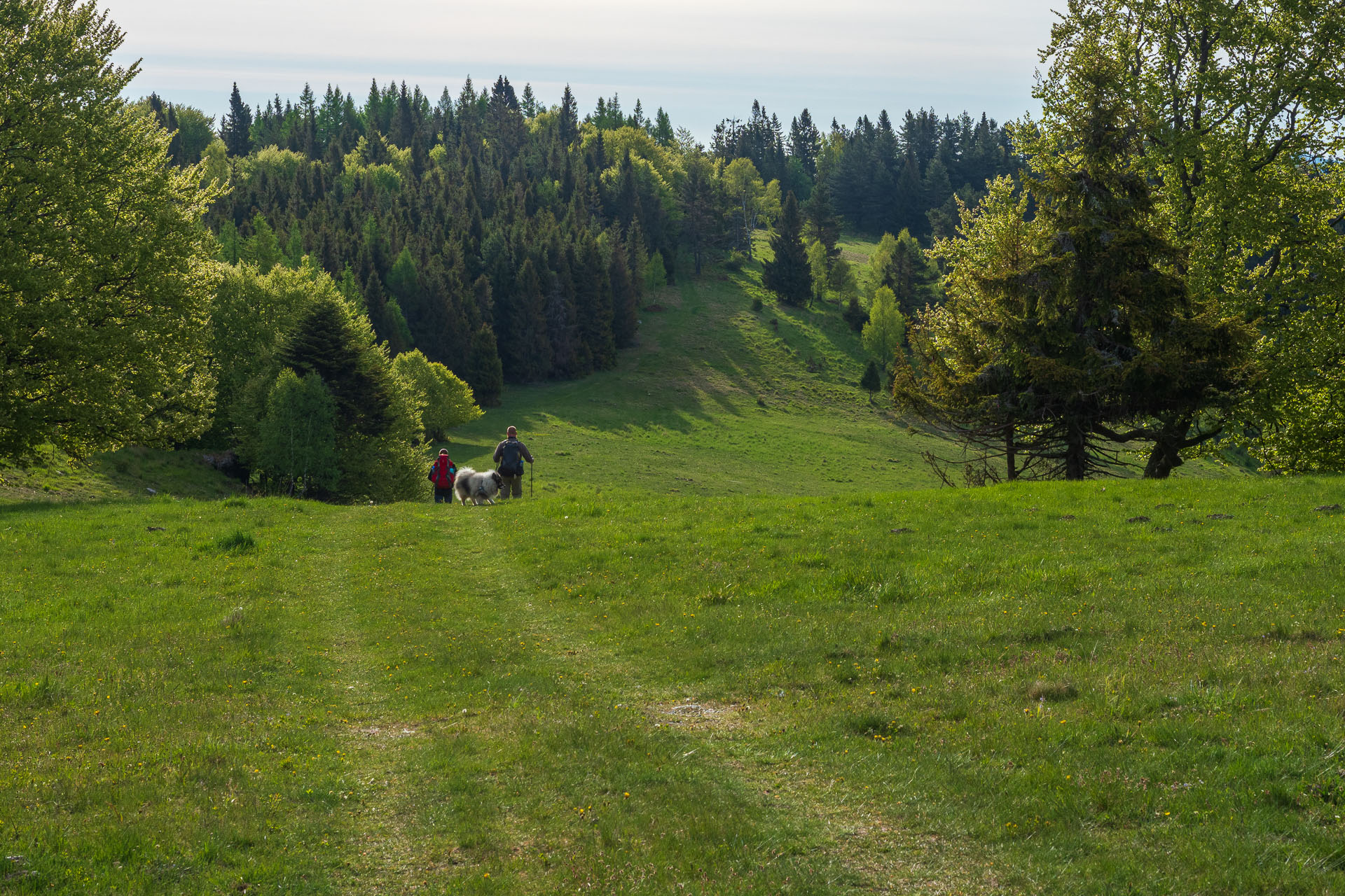 Bukovec zo Švedlára (Volovské vrchy)