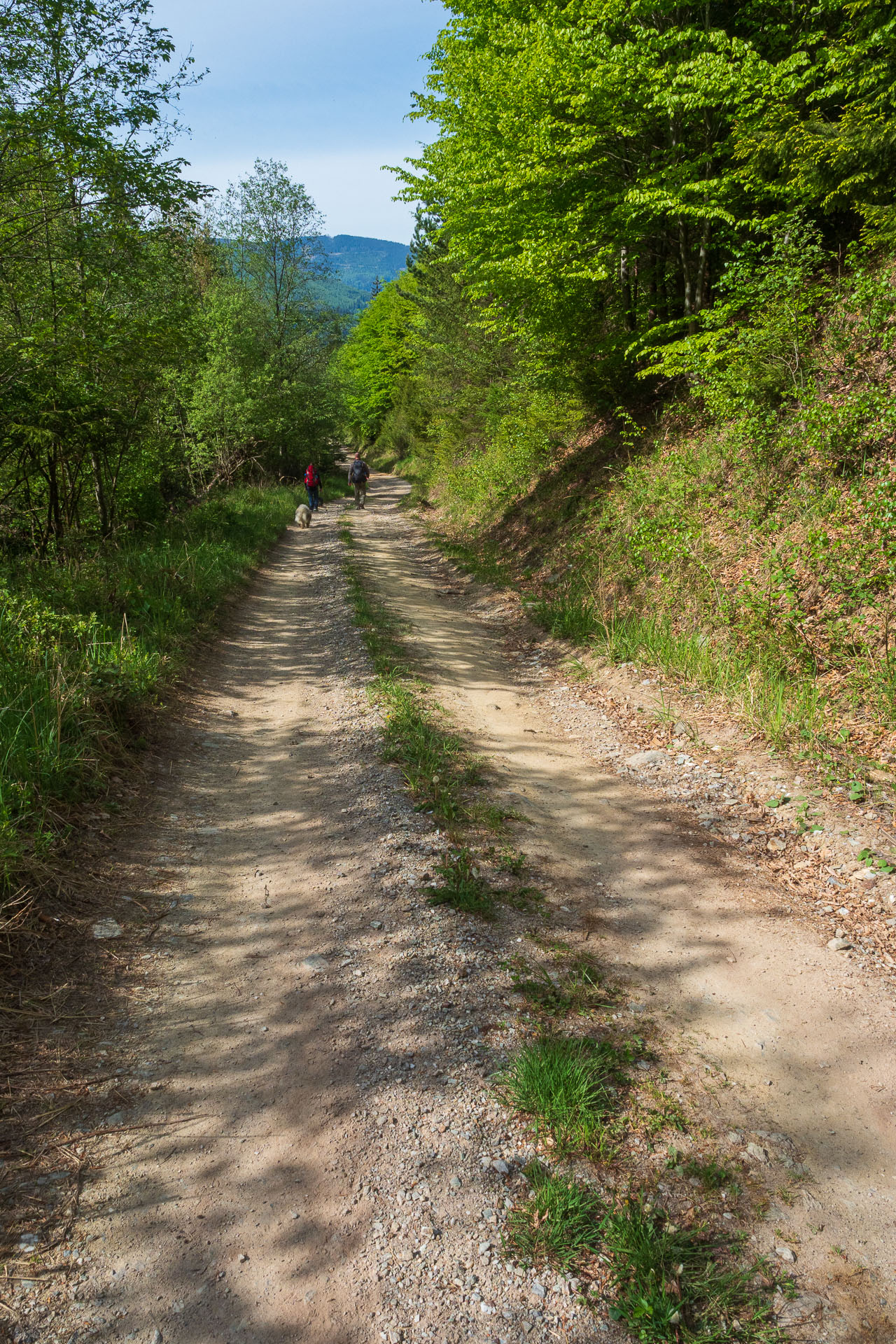 Bukovec zo Švedlára (Volovské vrchy)